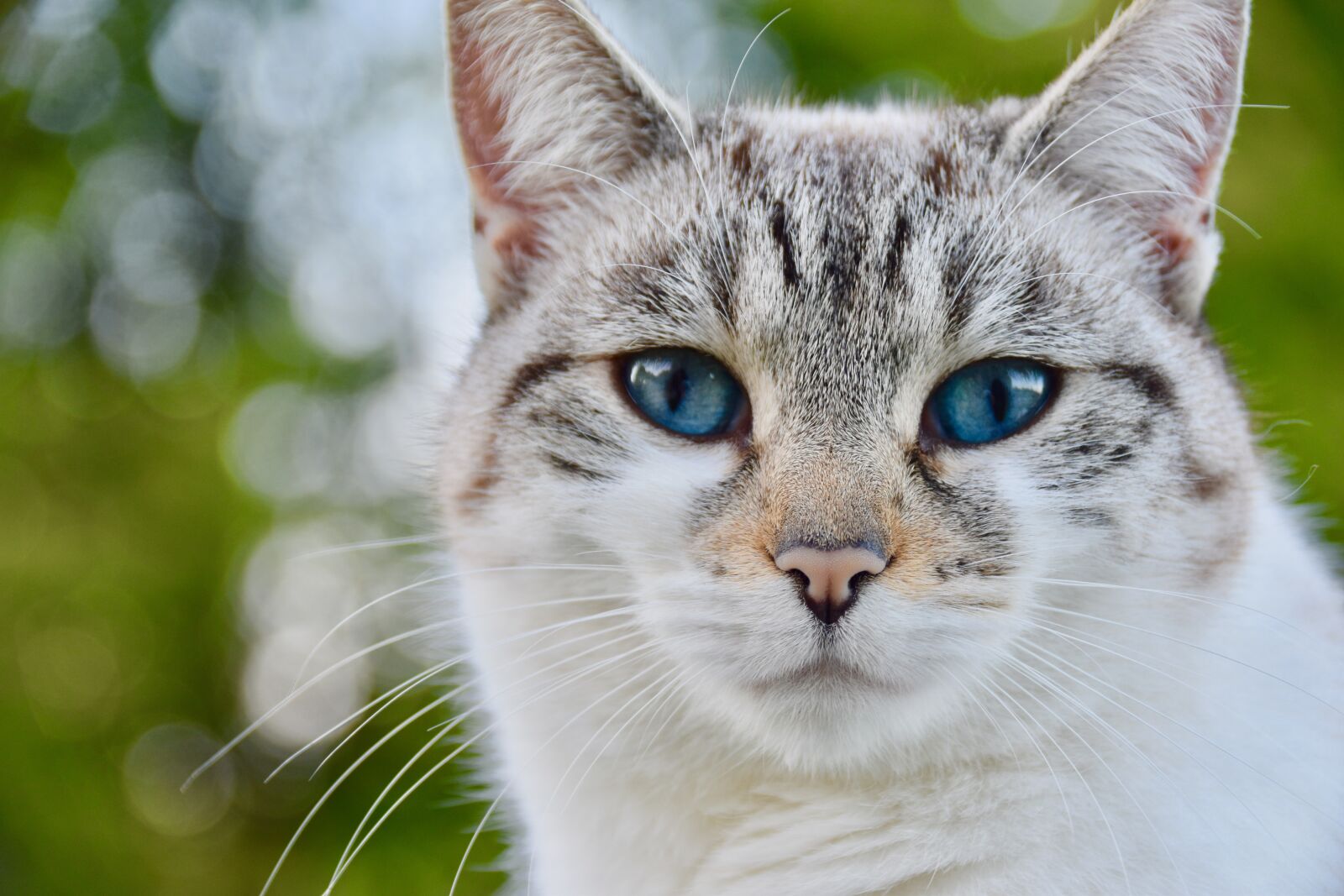 Nikon D5600 sample photo. Cat, alley cat, nose photography