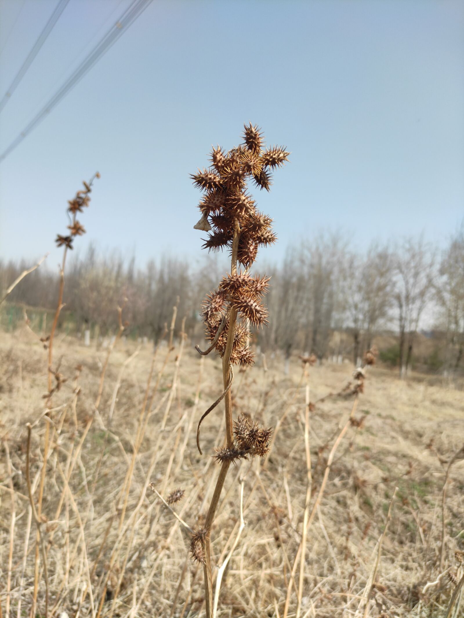 Xiaomi Redmi K30 5G sample photo. Tribulus gouzi, tribulus terrestris photography