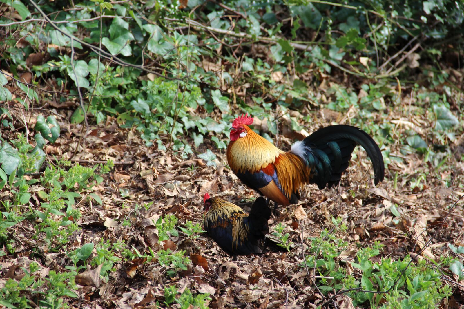 Canon EOS 600D (Rebel EOS T3i / EOS Kiss X5) sample photo. Nature, animal, chicken photography