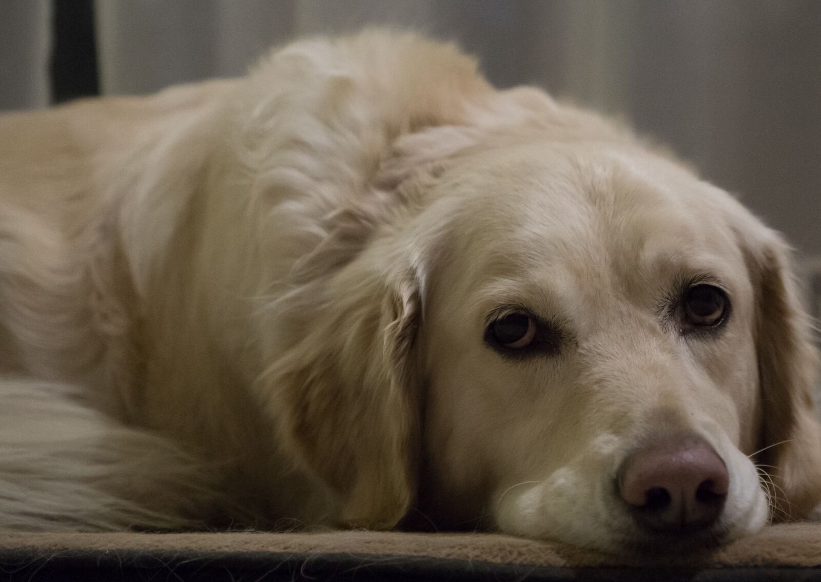 Sony DT 16-50mm F2.8 SSM sample photo. Dog, nature photography