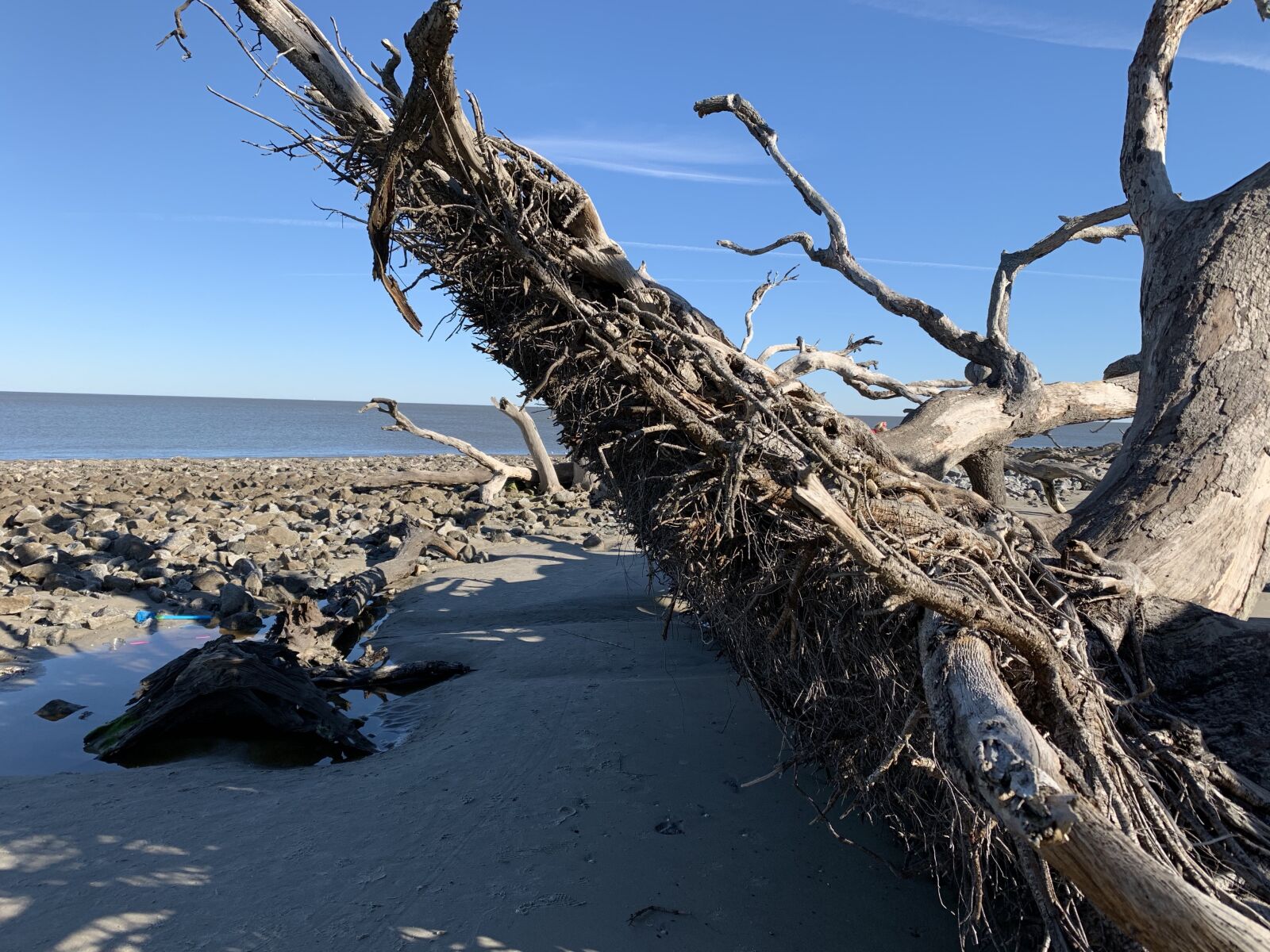 Apple iPhone XR sample photo. Jeckyl island, driftwood, beach photography