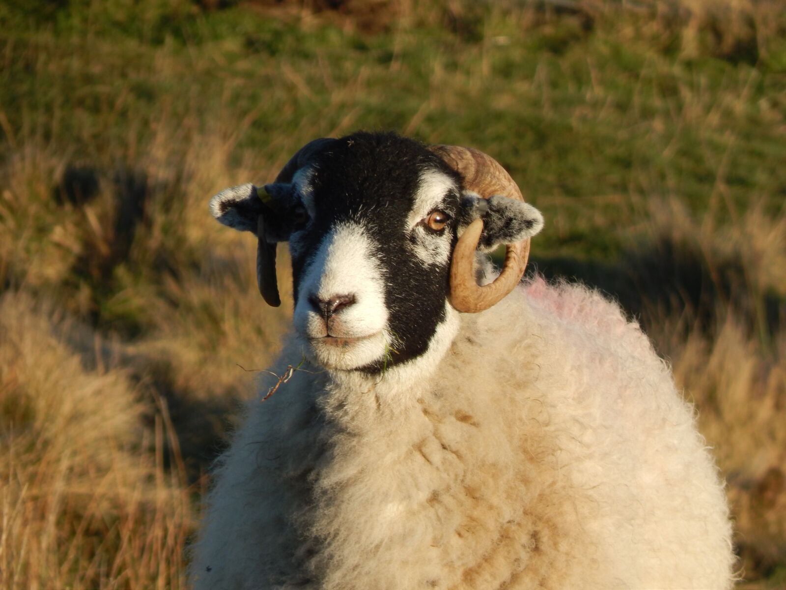 Nikon Coolpix L820 sample photo. Sheep, animals, livestock photography