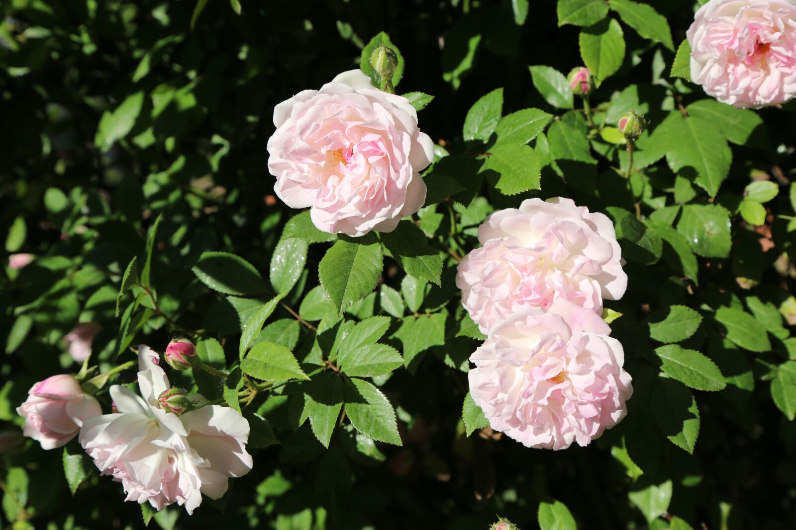 Canon EF 24-105mm F4L IS USM sample photo. Rose, pinkish rose, rose photography