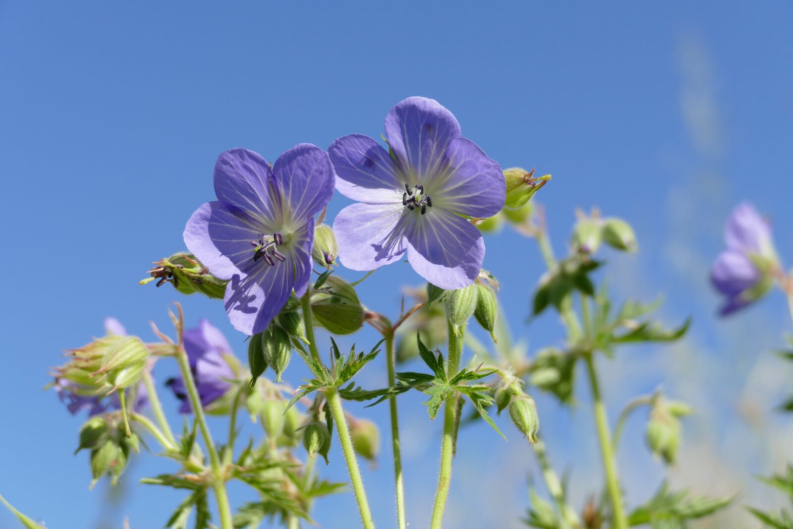 Panasonic Lumix DMC-FZ1000 sample photo. Meadow cranesbill, geranium pratense photography