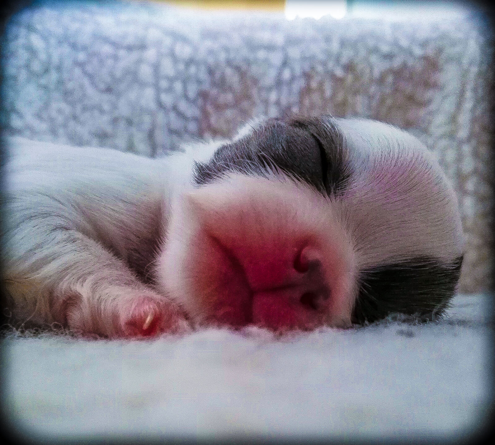 HUAWEI P8 sample photo. Adorable, cute, dog, puppy photography