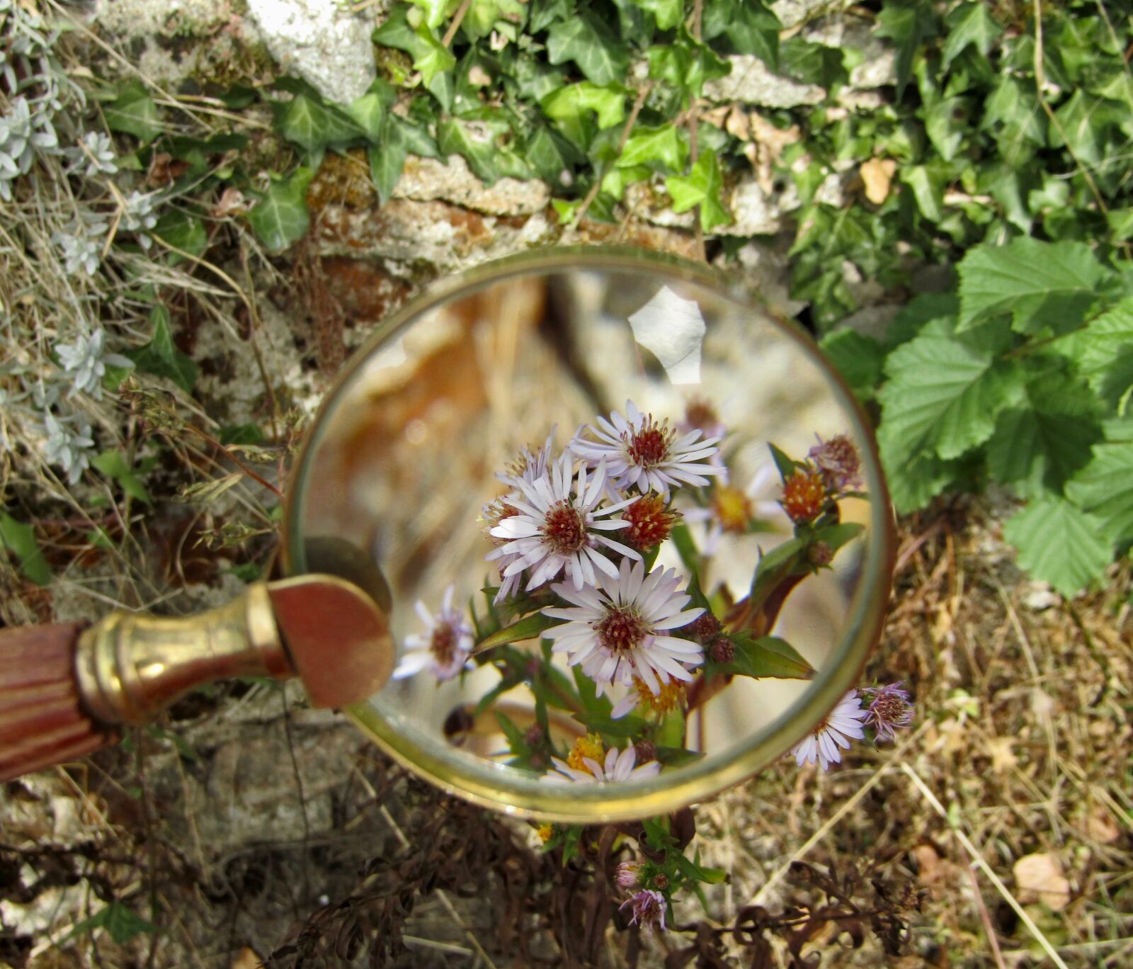 Canon PowerShot SX410 IS sample photo. Magnifying glass, flowers, macro photography