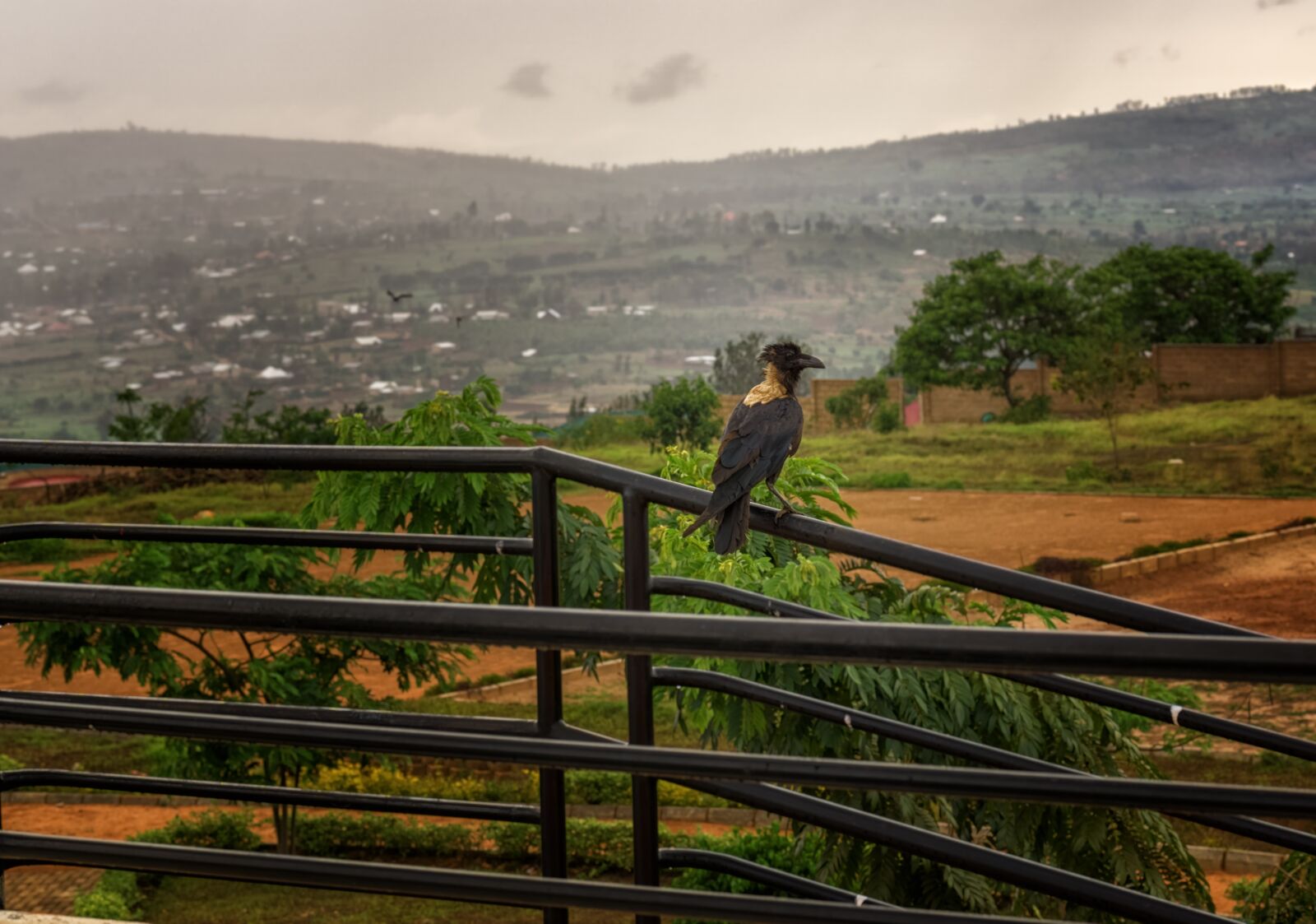 Sony a6000 + E 60mm F2.8 sample photo. Rwanda, africa, bird photography