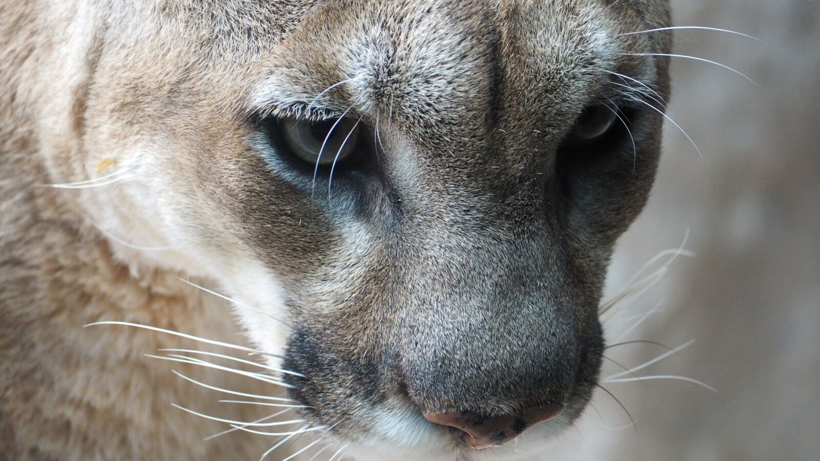 Olympus OM-D E-M10 II sample photo. Mountain lion, cat, mountain photography
