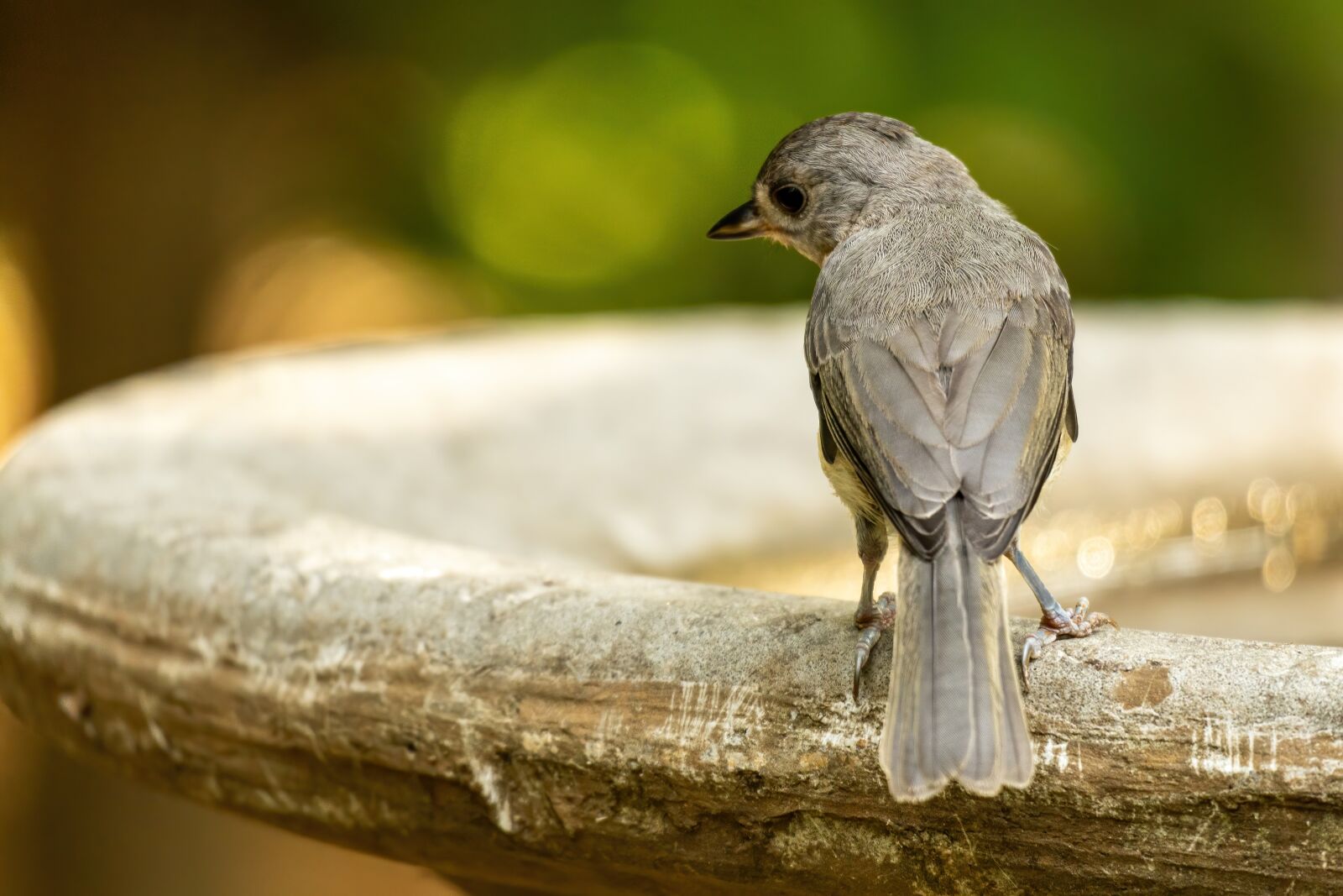 Sony E 70-350mm F4.5-6.3 G OSS sample photo. Phoebe, eastern phoebe, bird photography