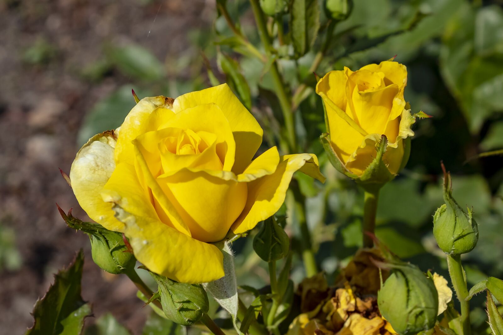 Canon EOS 1300D (EOS Rebel T6 / EOS Kiss X80) sample photo. Rose, tea rose, flower photography