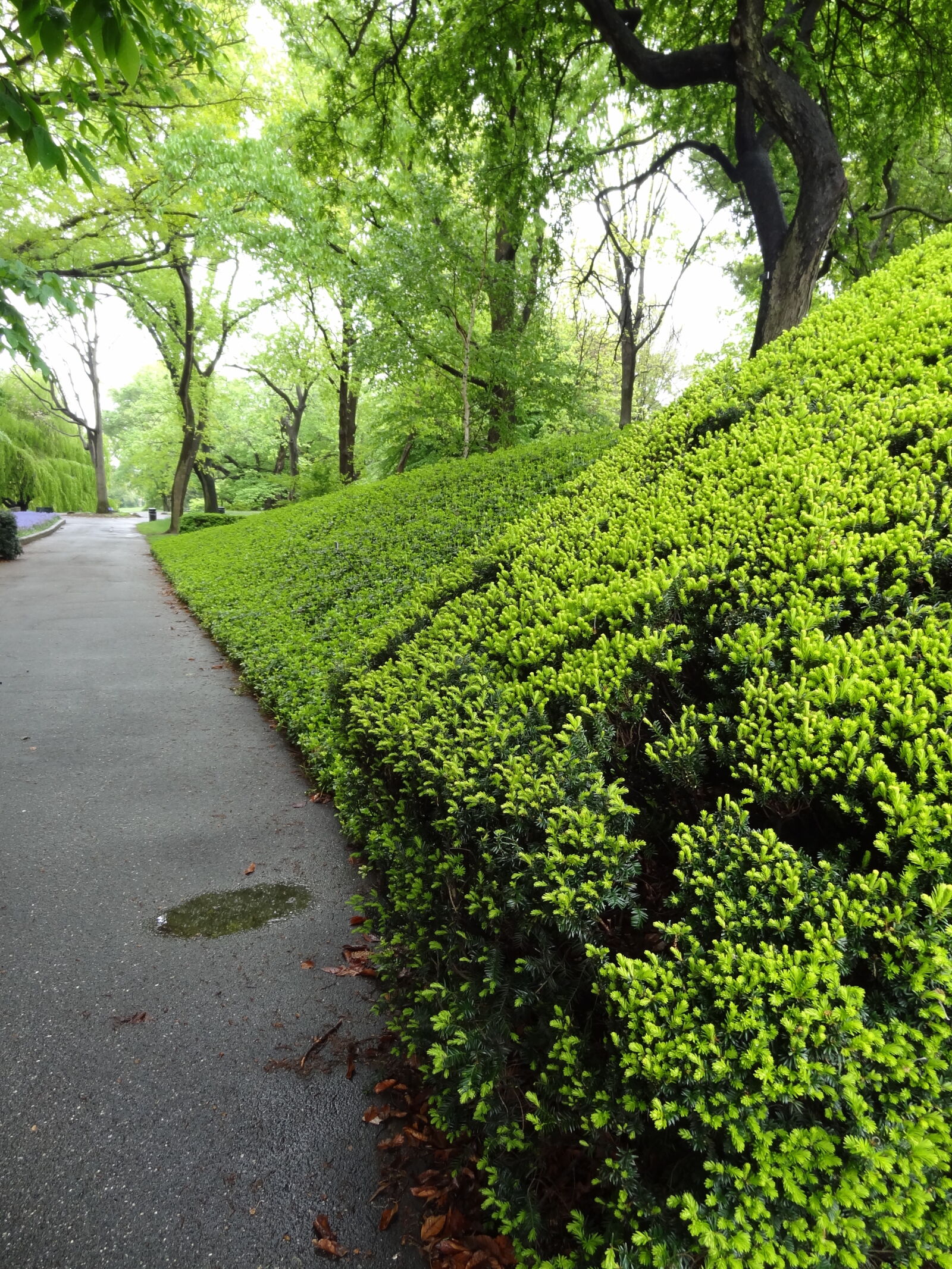 Sony Cyber-shot DSC-HX9V sample photo. Garden, hedge photography
