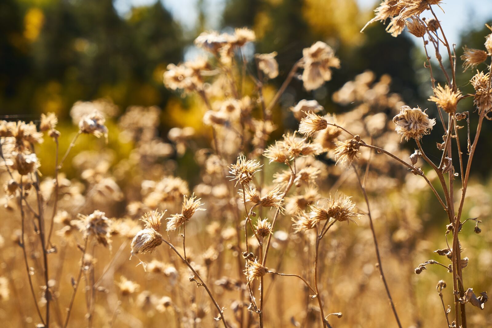 Sony a7R II sample photo. Autumn, yellow, plant photography