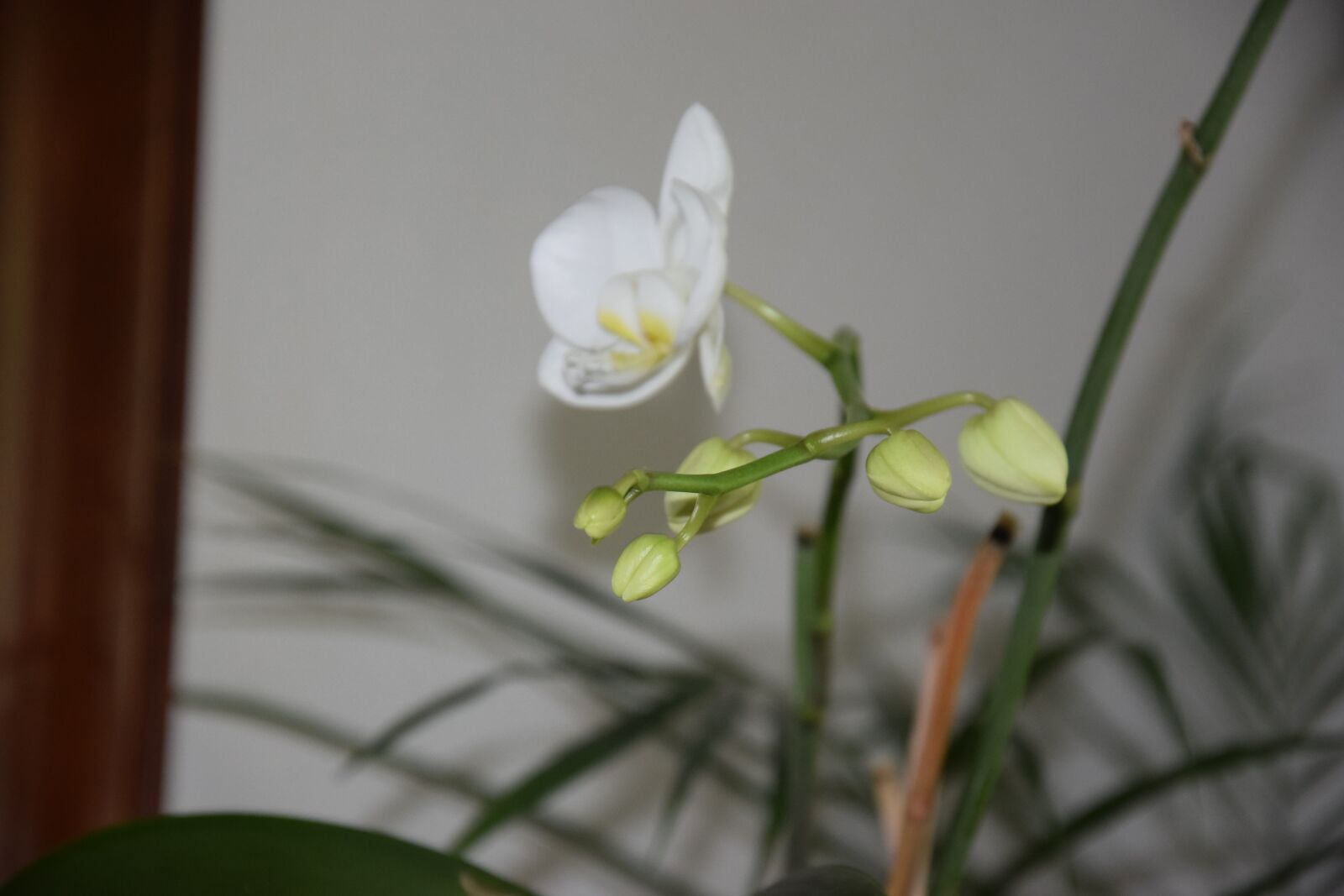 Nikon D5300 sample photo. White flower, house plant photography