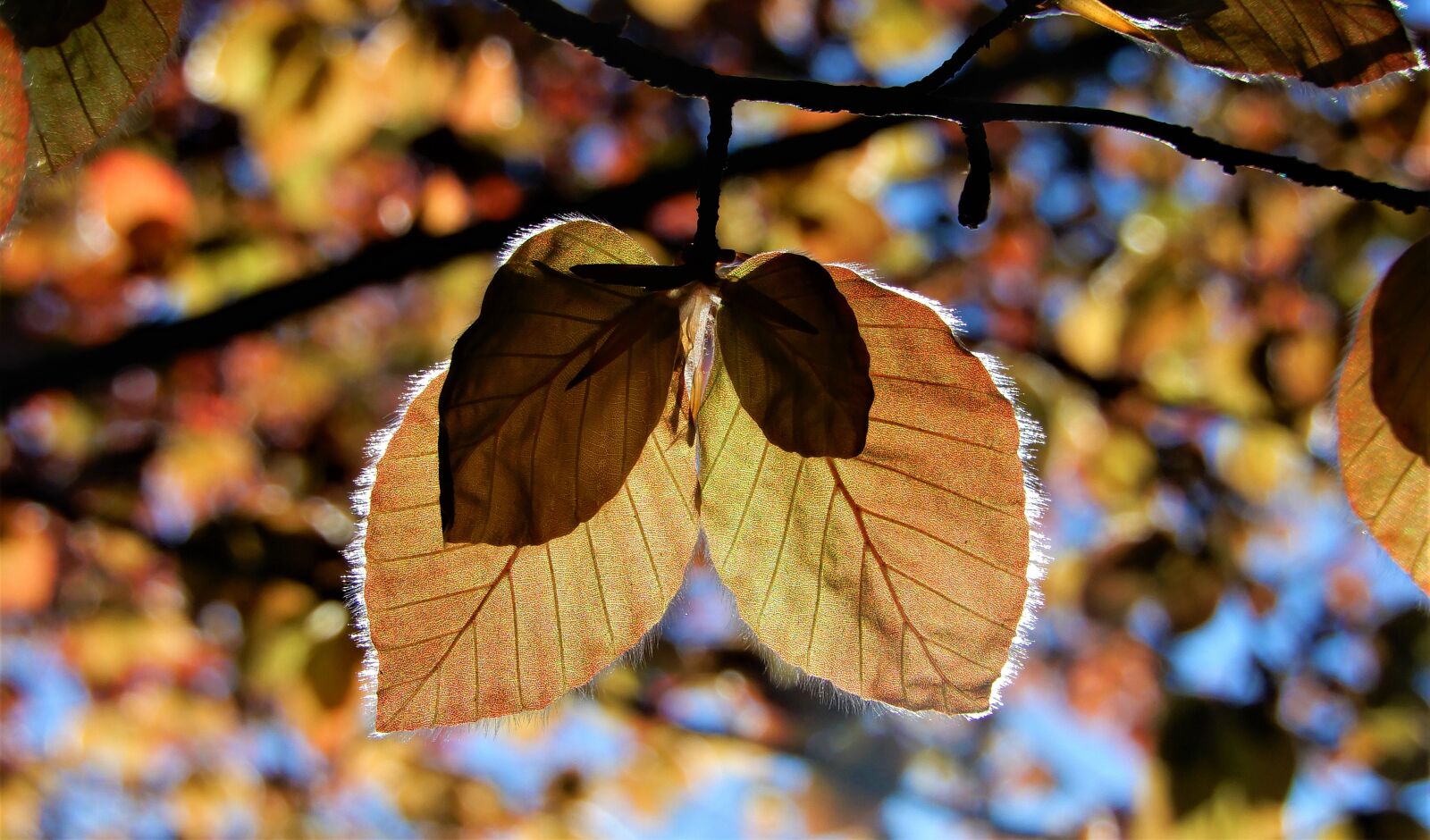 Nikon Coolpix A900 sample photo. Spring, sheet, brown photography