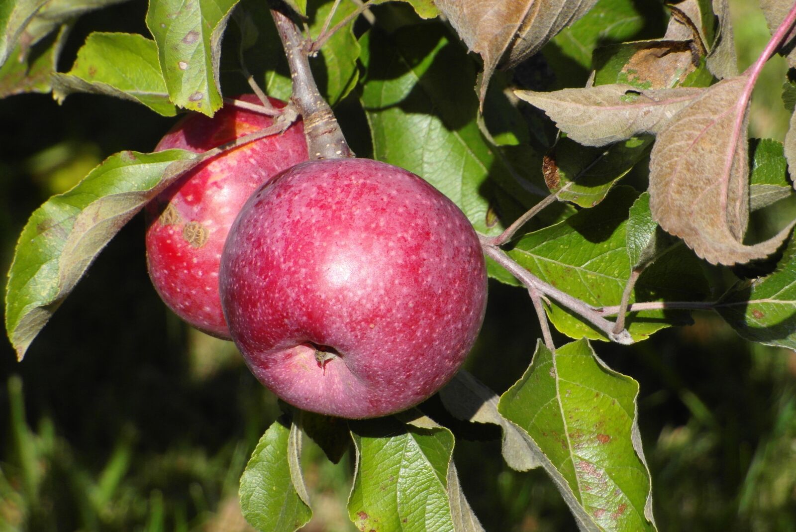 Samsung WB750 sample photo. Apples, apple, fruit photography