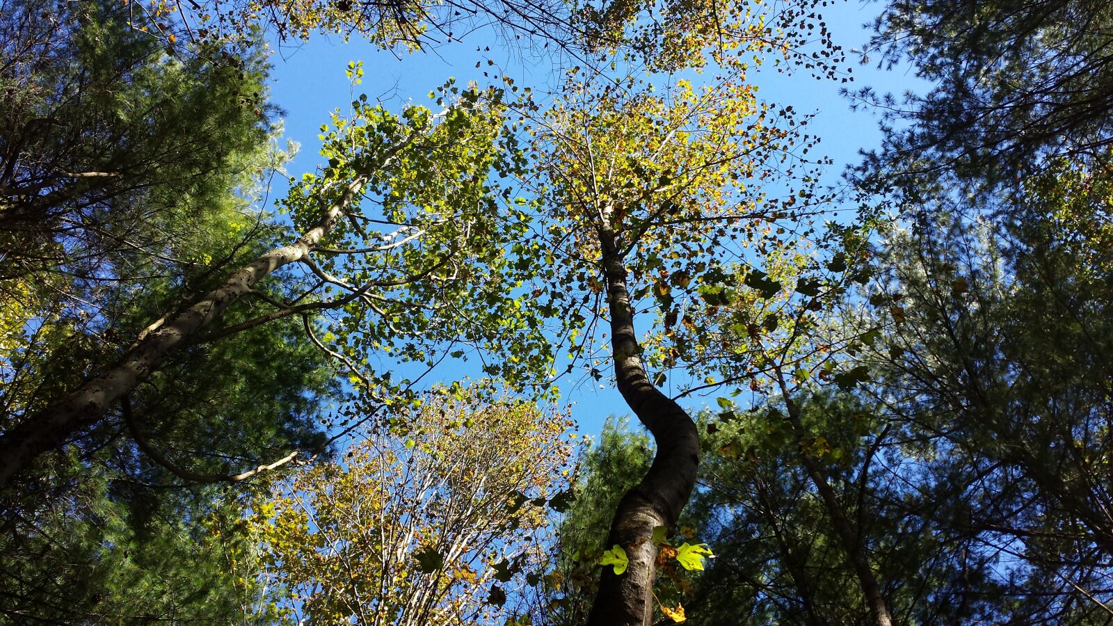 Samsung Galaxy S4 sample photo. Forest, trees, tree tops photography