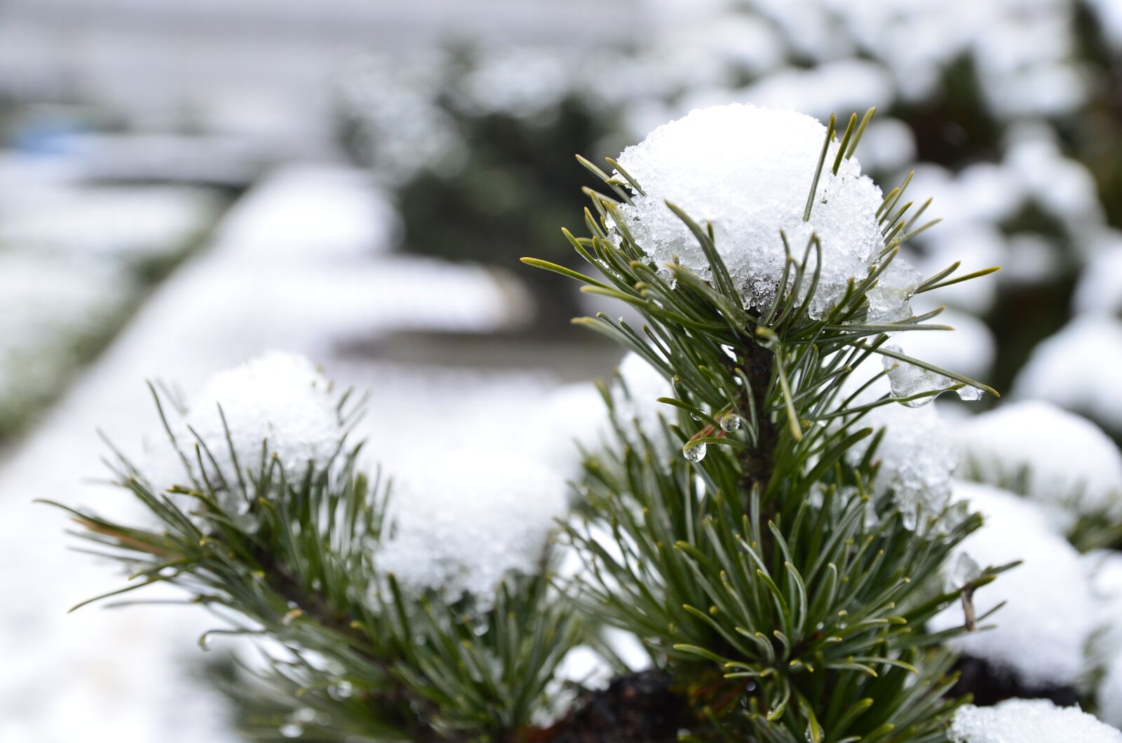 Nikon D7000 sample photo. Snow, winter, plant photography