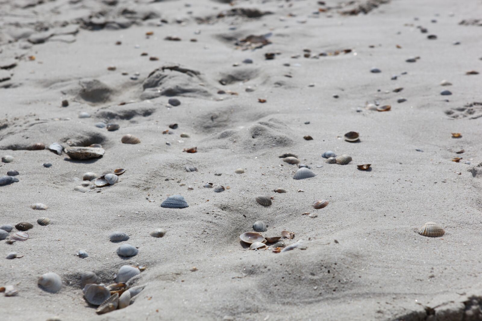 Canon EOS 5D Mark II sample photo. Beach, mussels, vacations photography