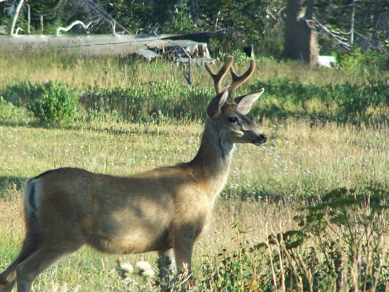 Kodak Z650 ZOOM DIGITAL CAMERA sample photo. Mule deer, buck, wildlife photography