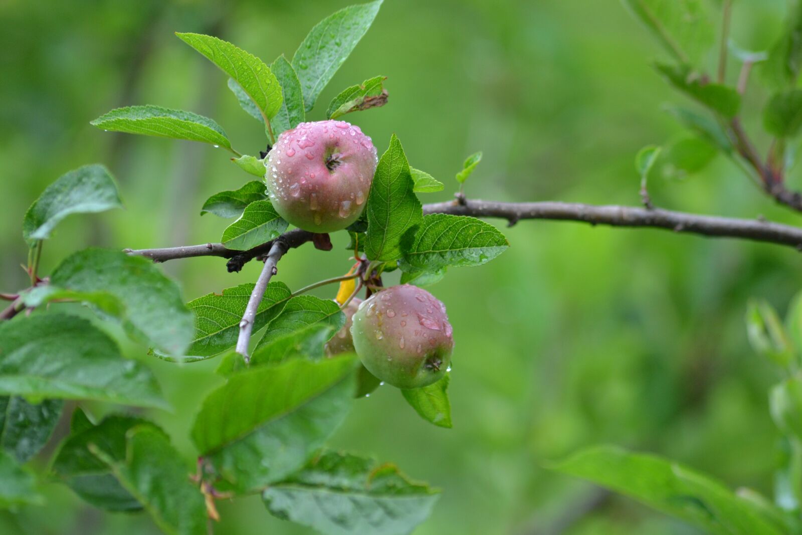 Nikon D3100 sample photo. Several, green, apple photography