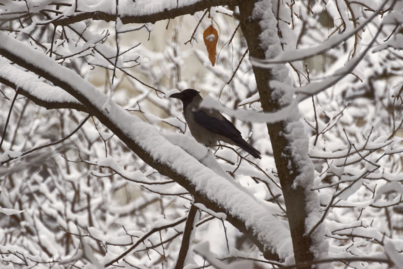 Nikon D5300 sample photo. Landscape, winter, tree photography