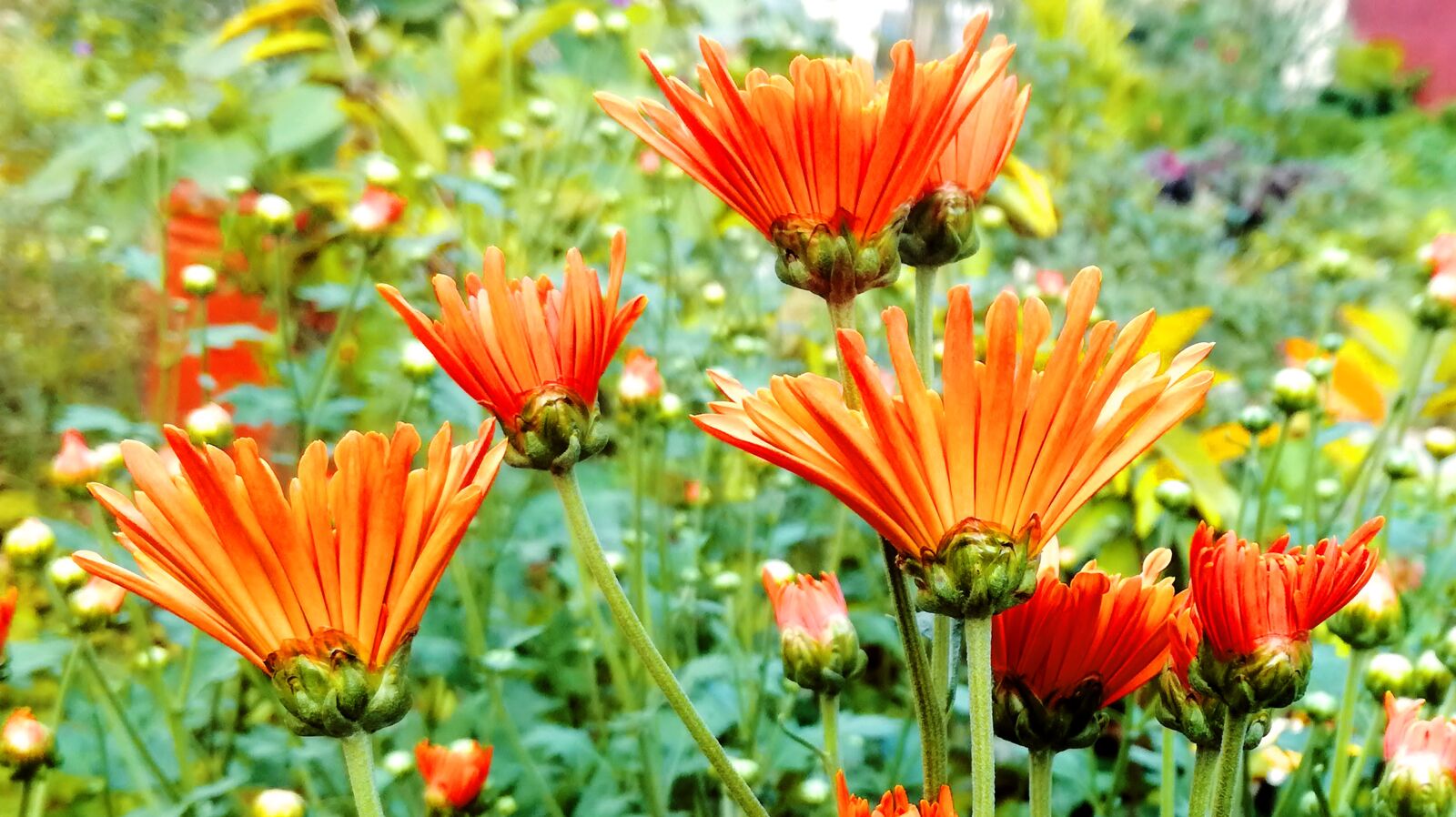 HUAWEI P9 LITE sample photo. Garden, tree, flower photography