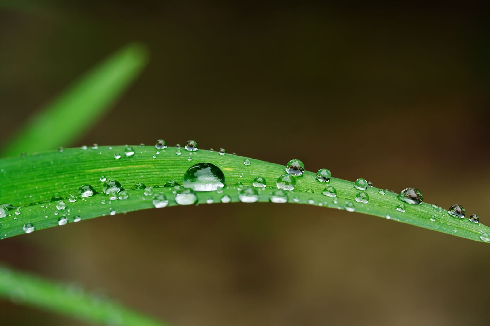 Canon EOS 450D (EOS Rebel XSi / EOS Kiss X2) sample photo. Raindrop, drip, water photography