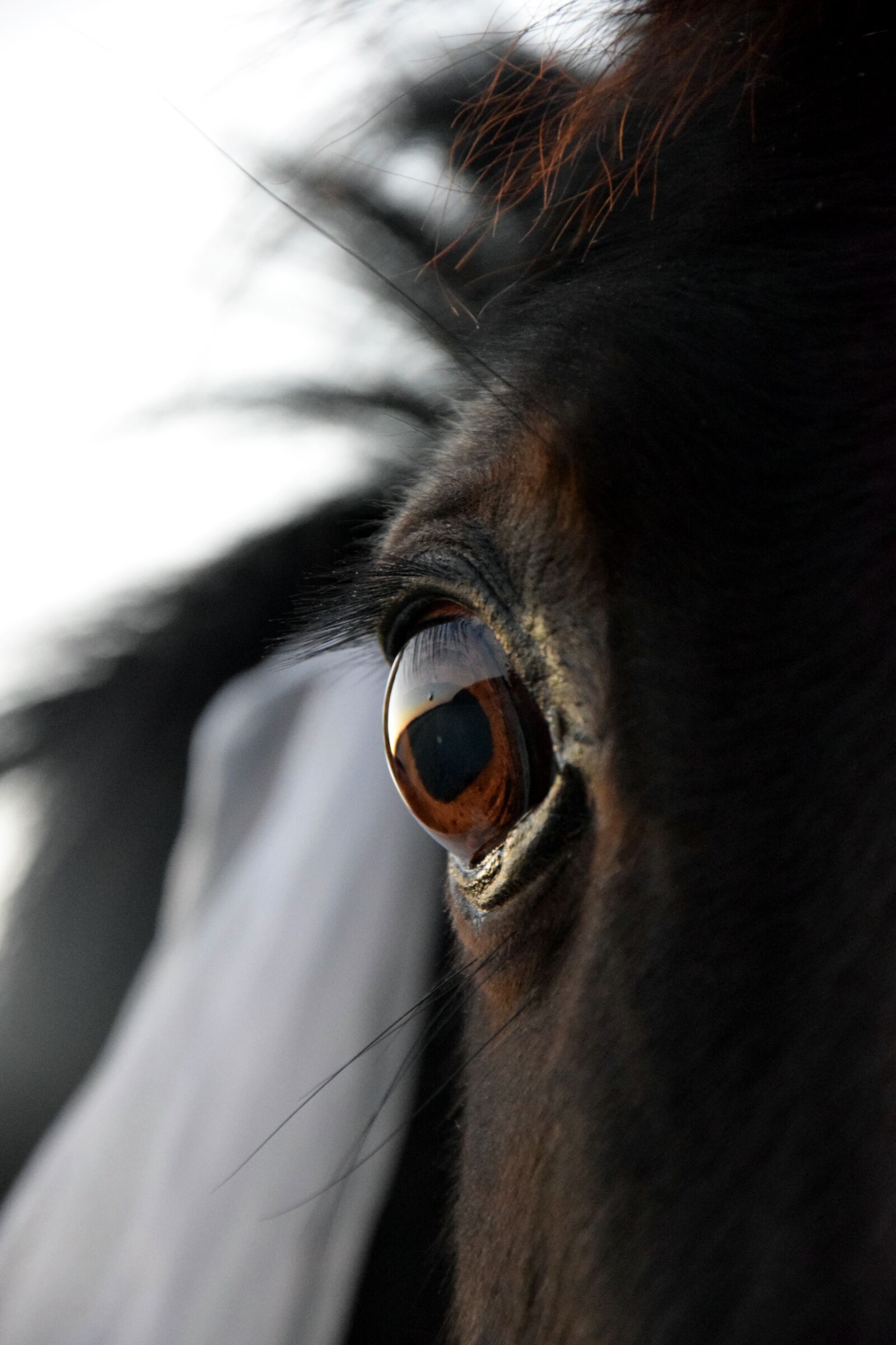 Nikon D3300 sample photo. Eye, horse, black photography