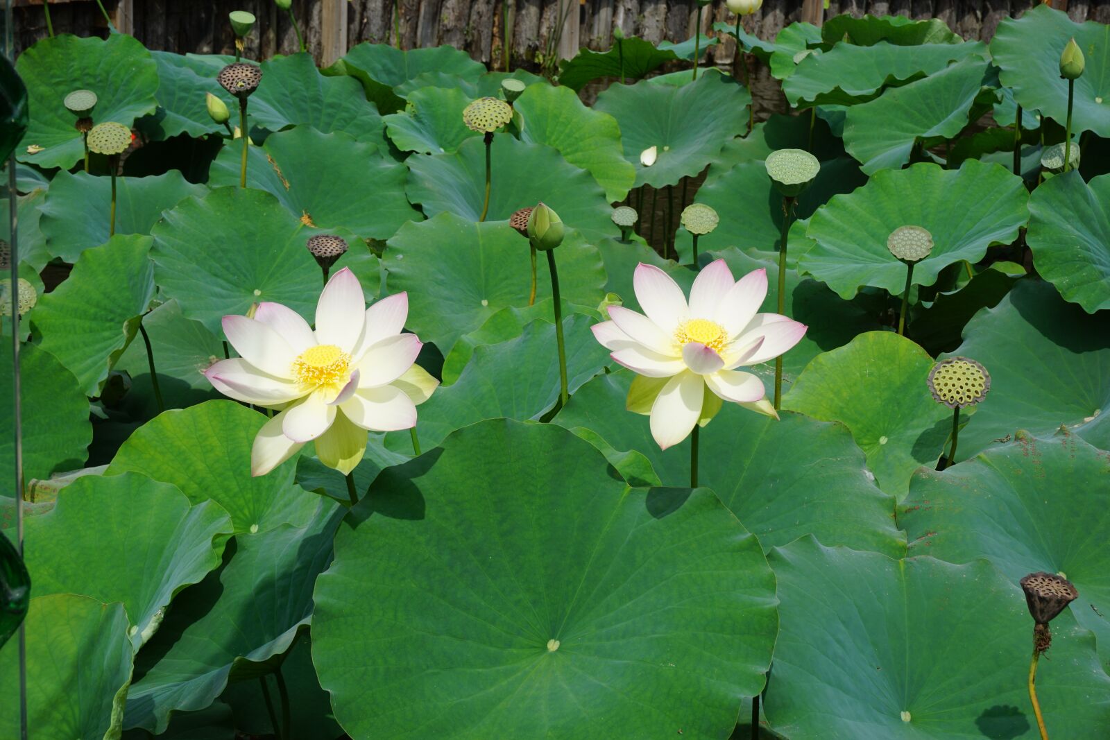 Sony a6000 sample photo. Lotus, flowers, lake photography