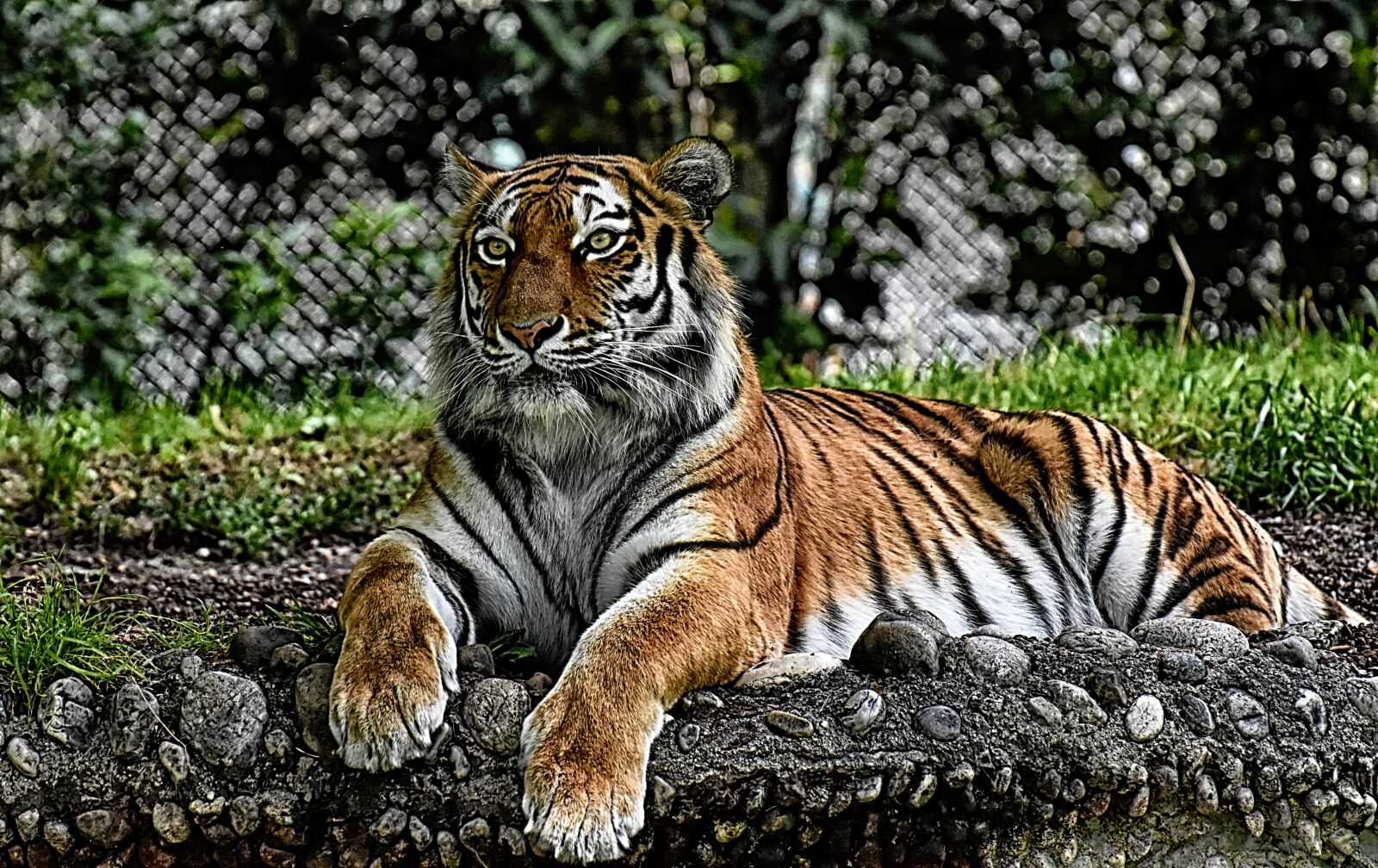 Nikon D7200 sample photo. Tiger, big cat, predator photography