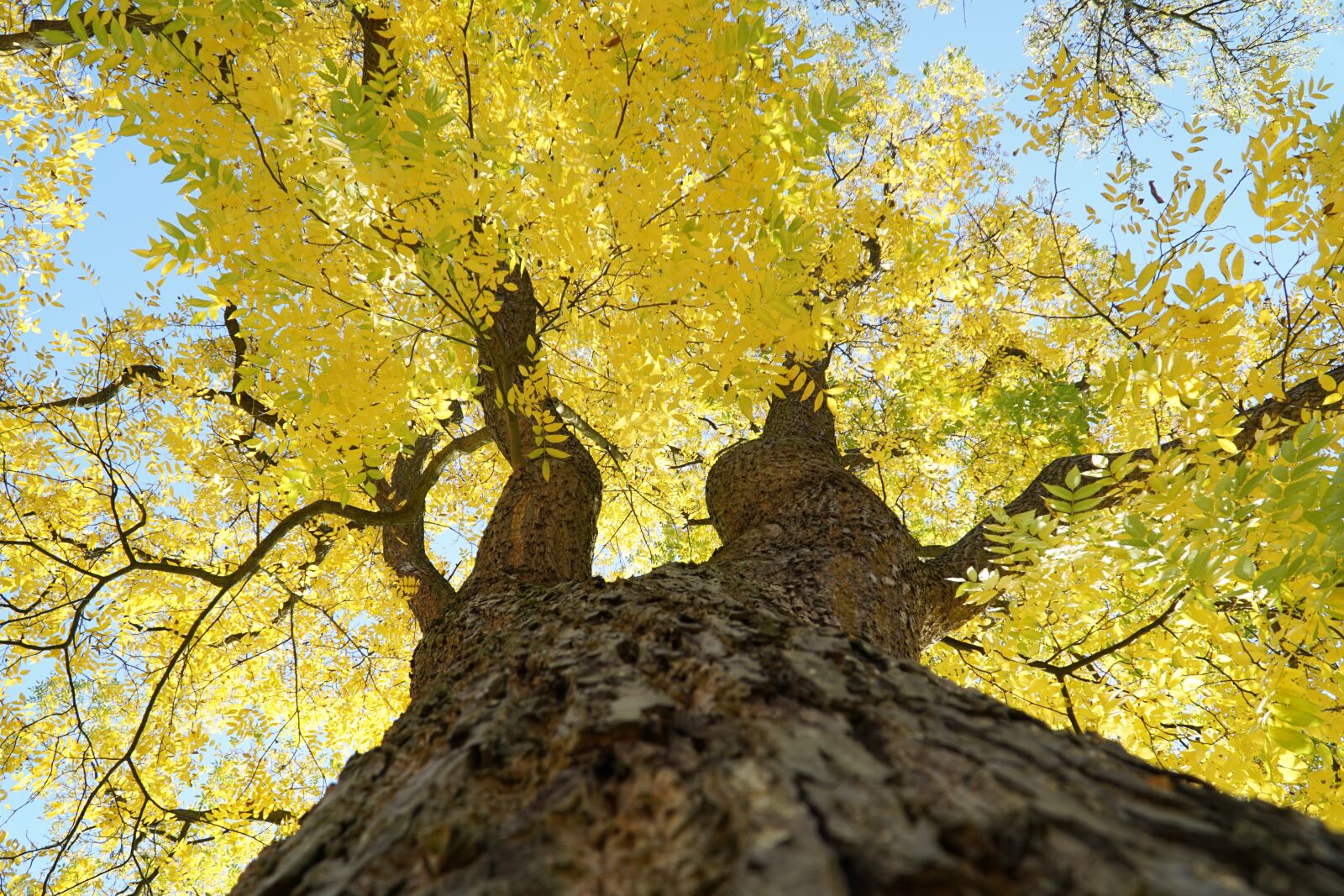 Деревья желтеют осенью