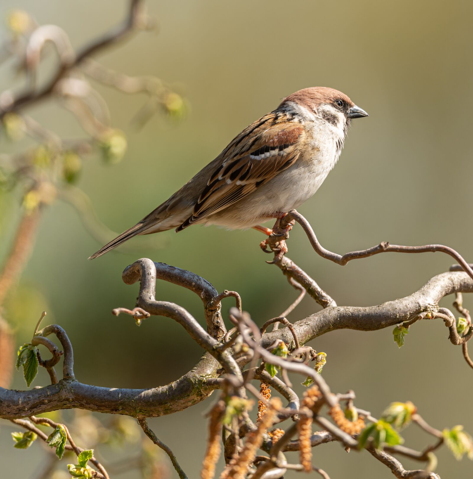 Nikon D850 sample photo. Sparrow, bird, branch photography