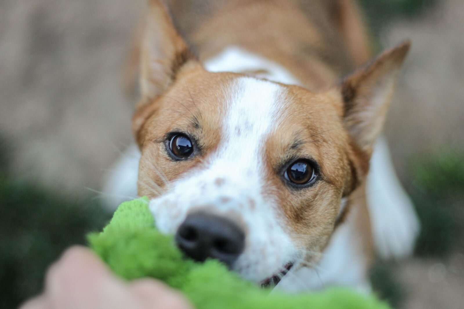 Canon EOS 60D + Canon EF 50mm F1.8 II sample photo. Basenji, california, cattle, dog photography
