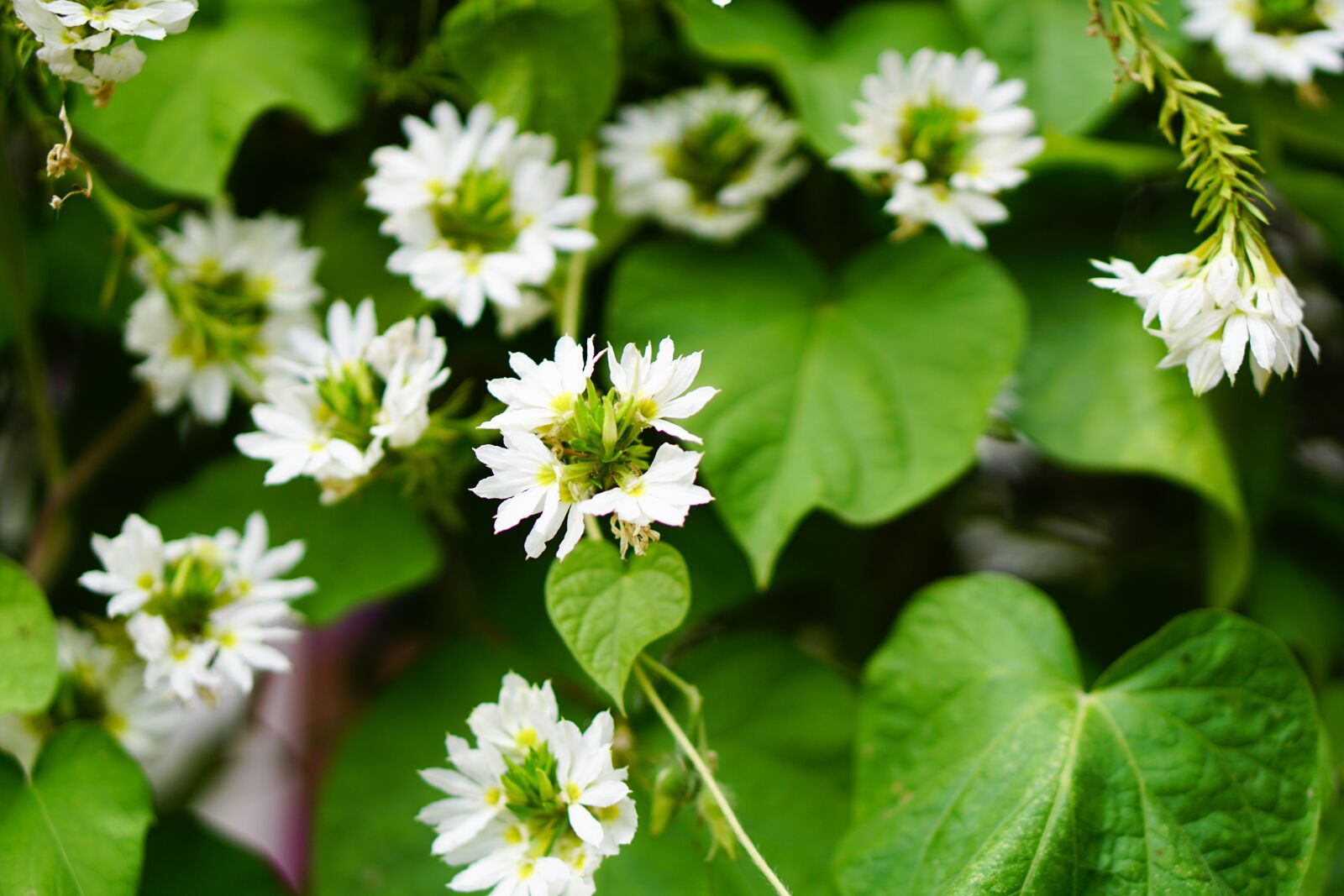 E 50mm F1.8 OSS sample photo. White flower, flower, white photography