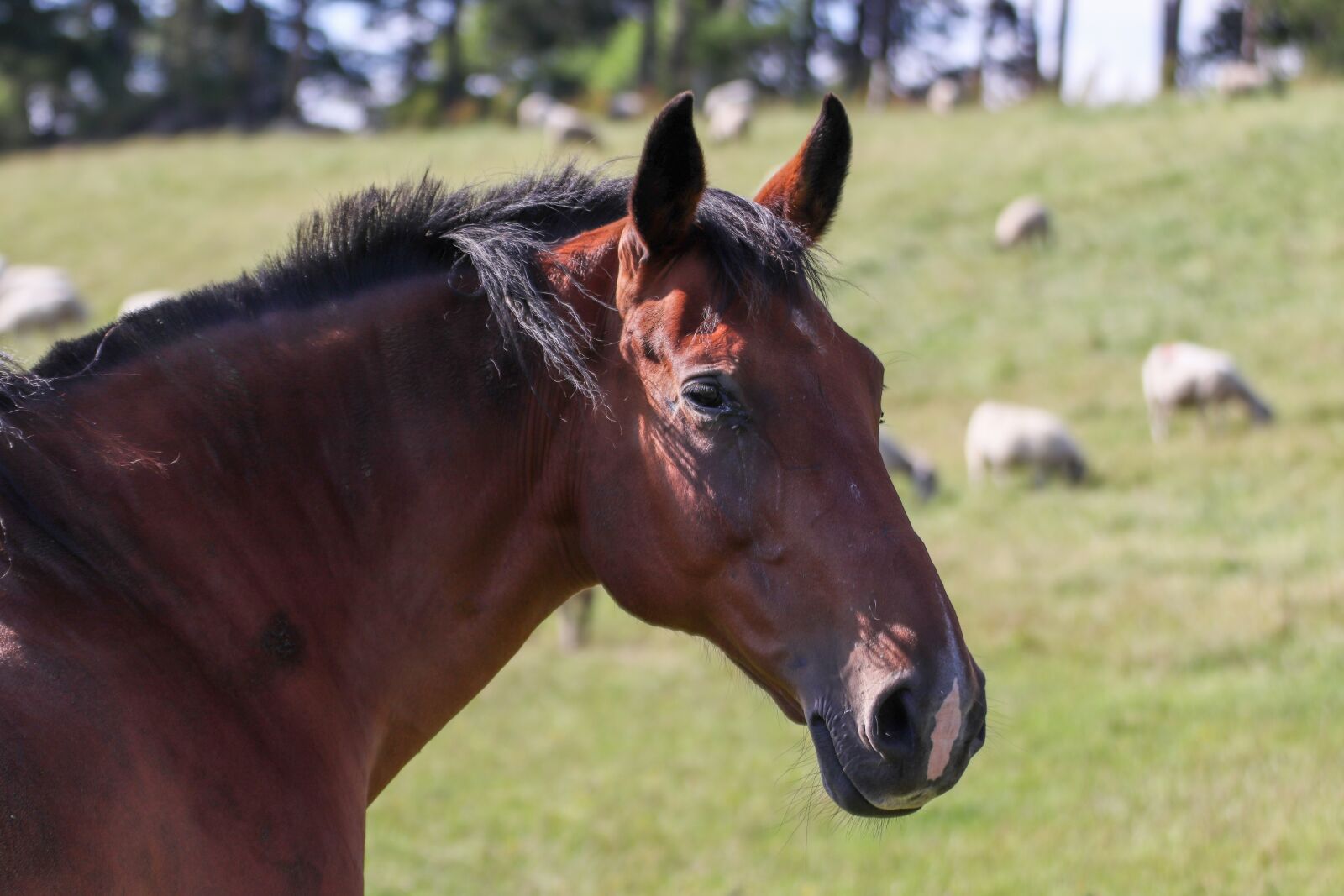 Canon EOS 800D (EOS Rebel T7i / EOS Kiss X9i) sample photo. Horse, animal, nature photography