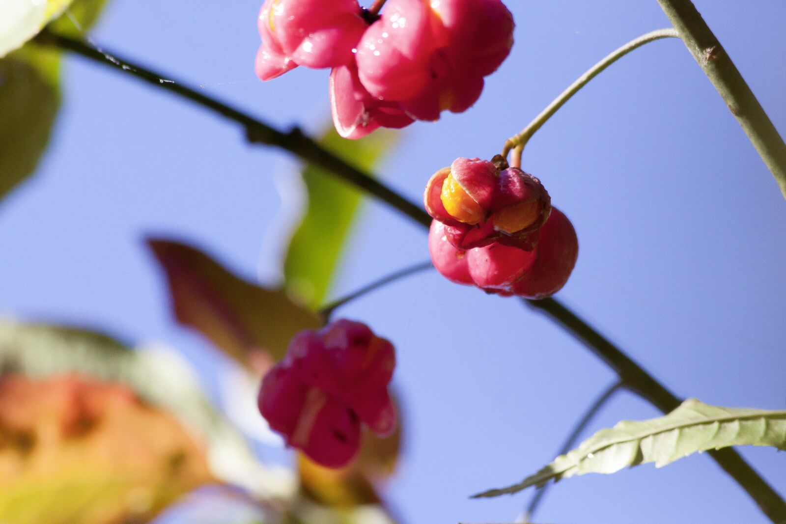 Canon EOS 50D sample photo. Fruit, seeds, boll photography