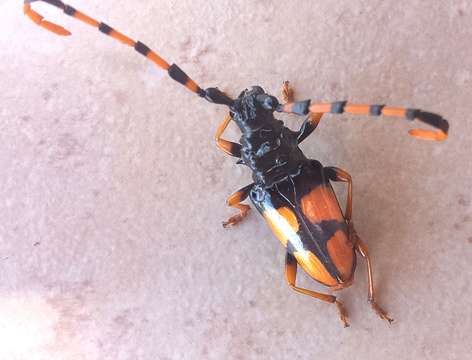 Samsung Galaxy S4 sample photo