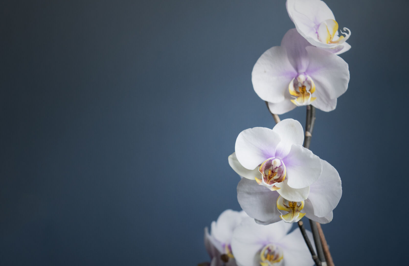 Nikon D3300 sample photo. O, orchidaceae photography