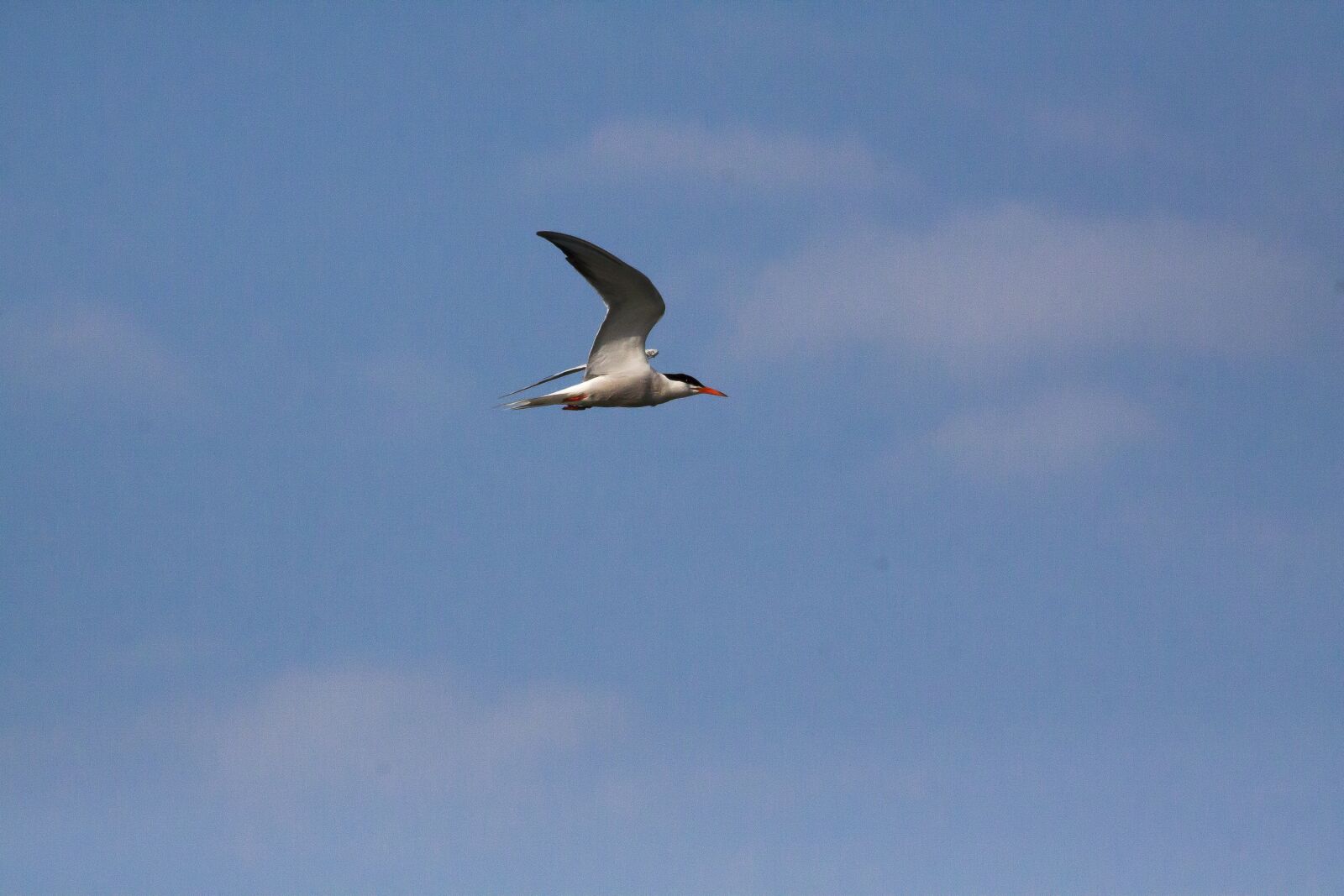 Canon EOS 50D sample photo. Tern, bird, nature photography