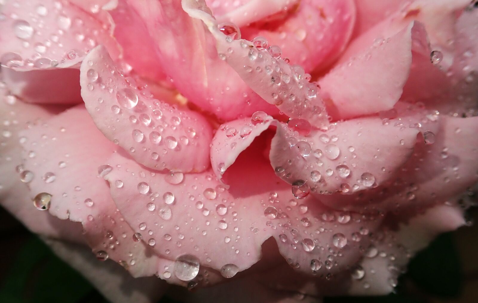 Olympus TG-5 sample photo. Rose, petals, rain drops photography