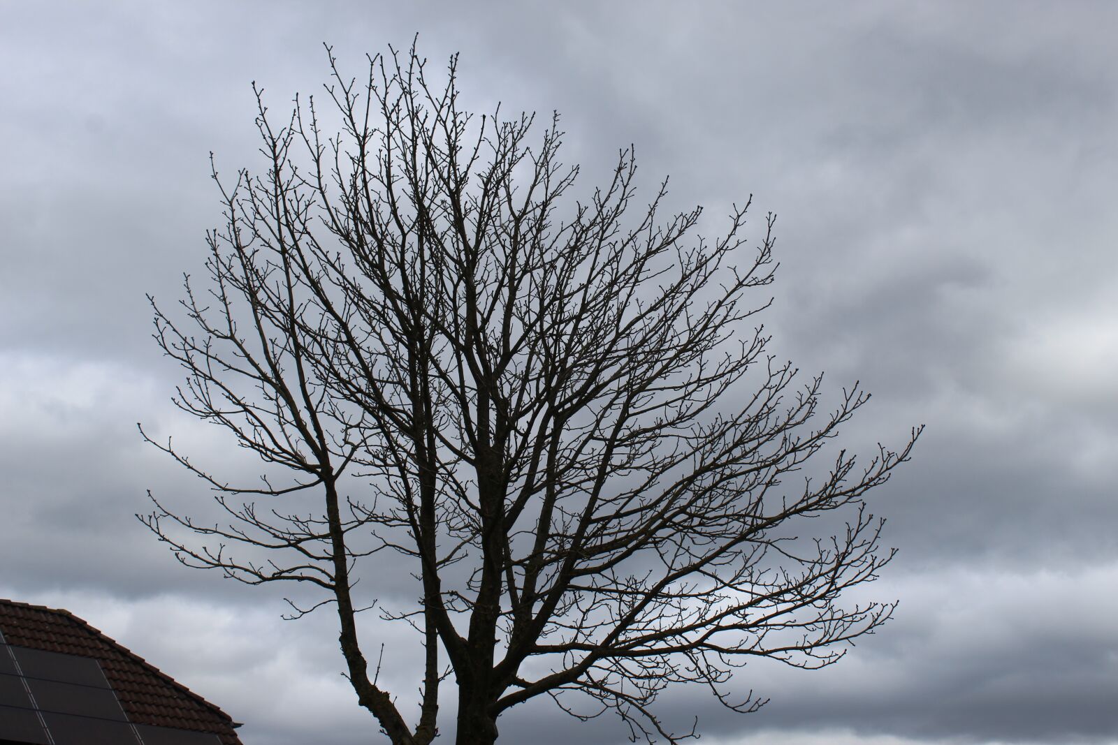 Canon EOS 4000D (EOS Rebel T100 / EOS 3000D) sample photo. Tree, clouds, nature photography