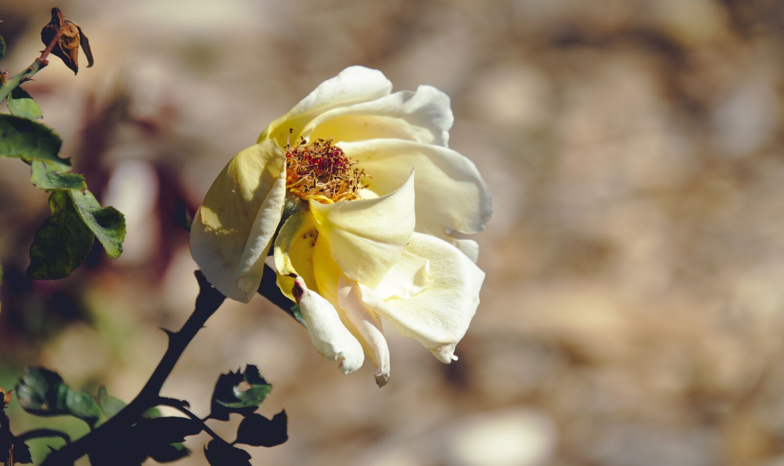 Nikon D7000 sample photo. Rose, yellow, wilting photography