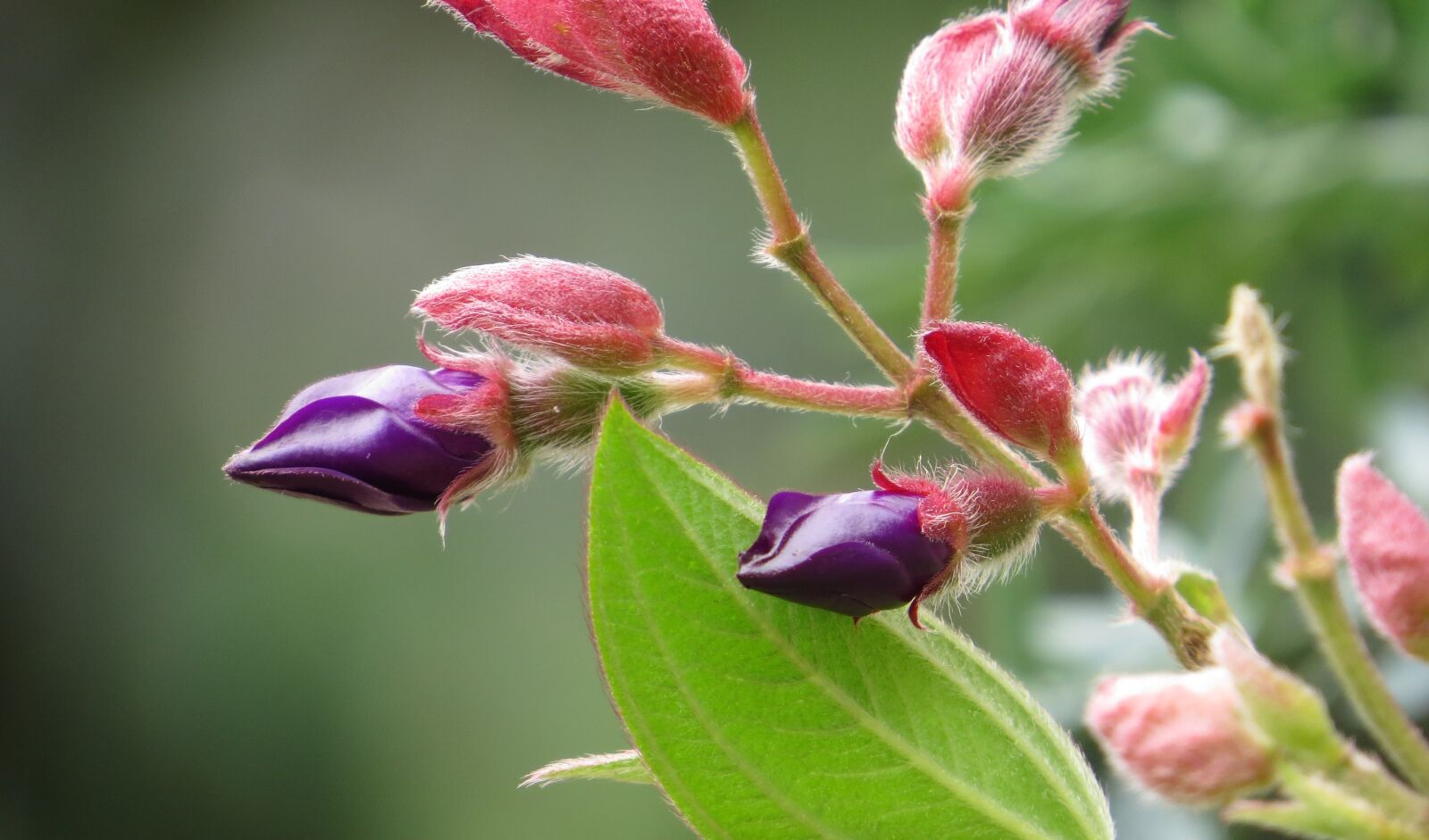 Canon PowerShot SX50 HS sample photo. Image, flower, nature photography