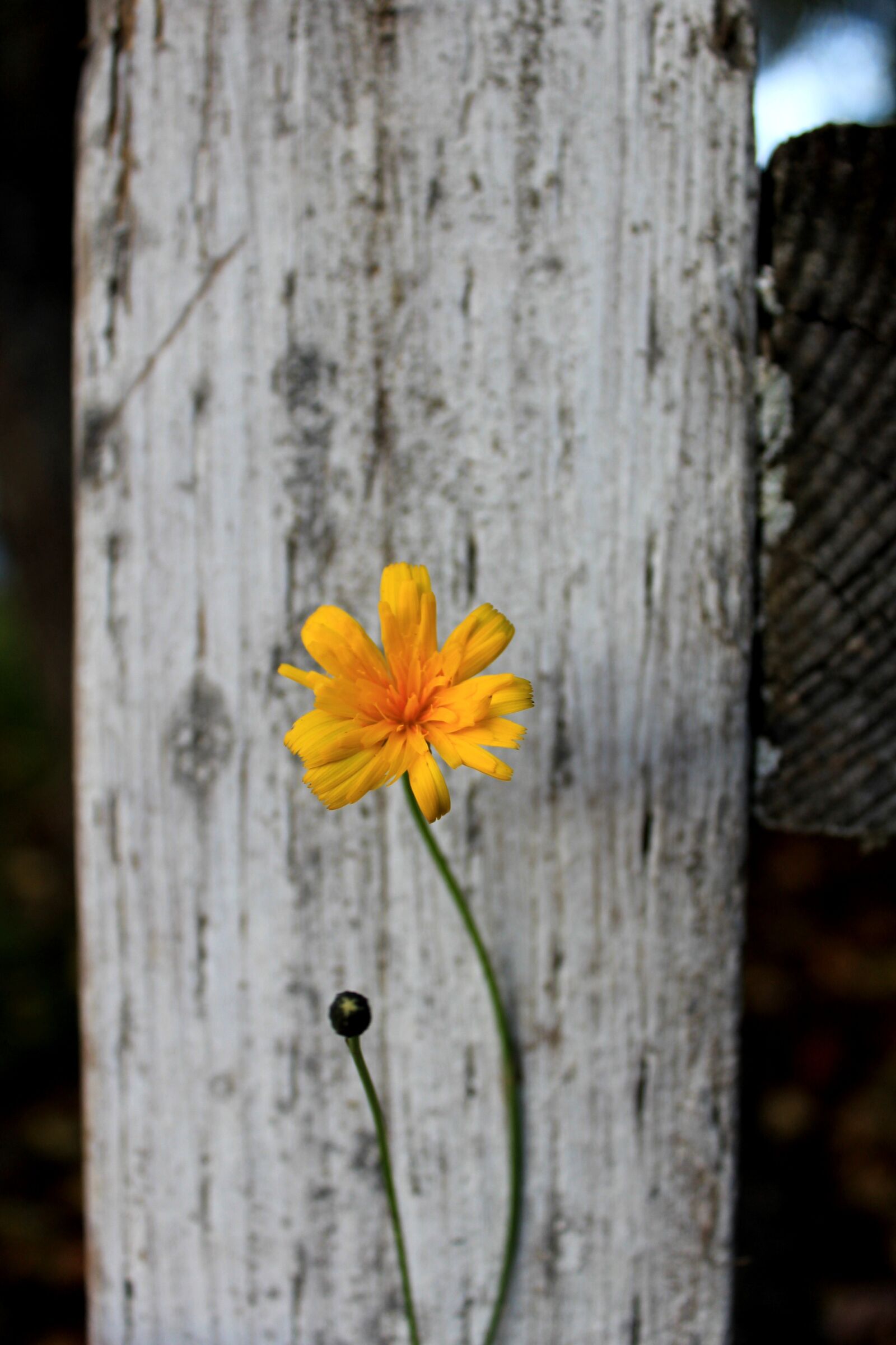 Canon EOS 1200D (EOS Rebel T5 / EOS Kiss X70 / EOS Hi) sample photo. Contrast, white, yellow photography