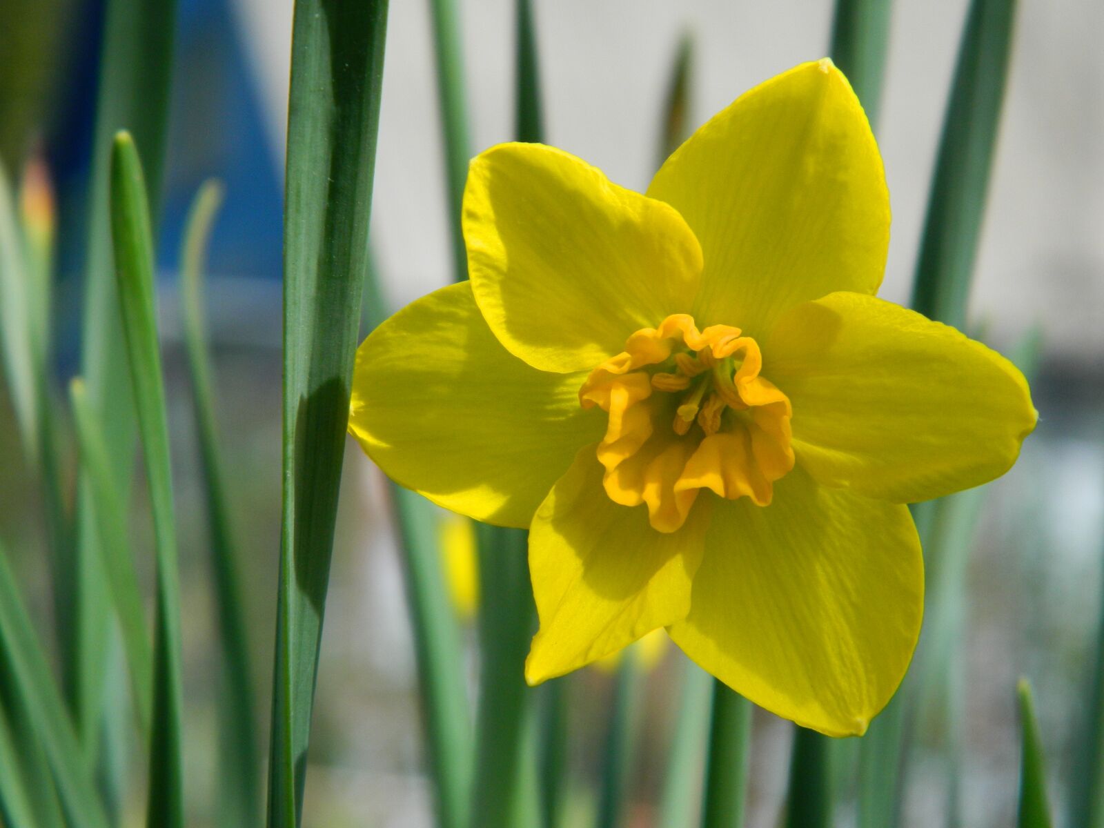 Nikon Coolpix L120 sample photo. Flower, narcissus, spring photography