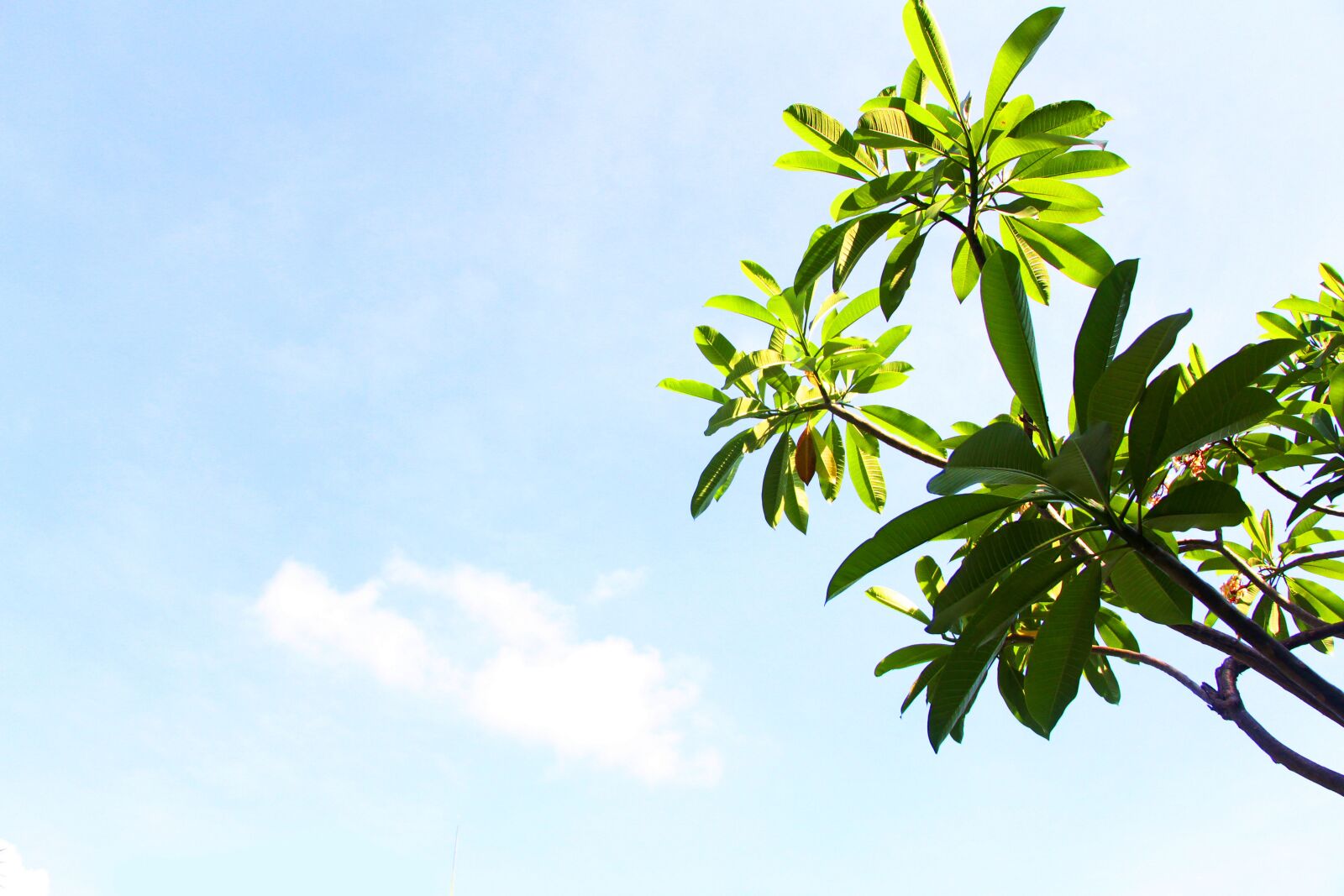 Canon EOS 700D (EOS Rebel T5i / EOS Kiss X7i) sample photo. Sanya, blue sky, green photography