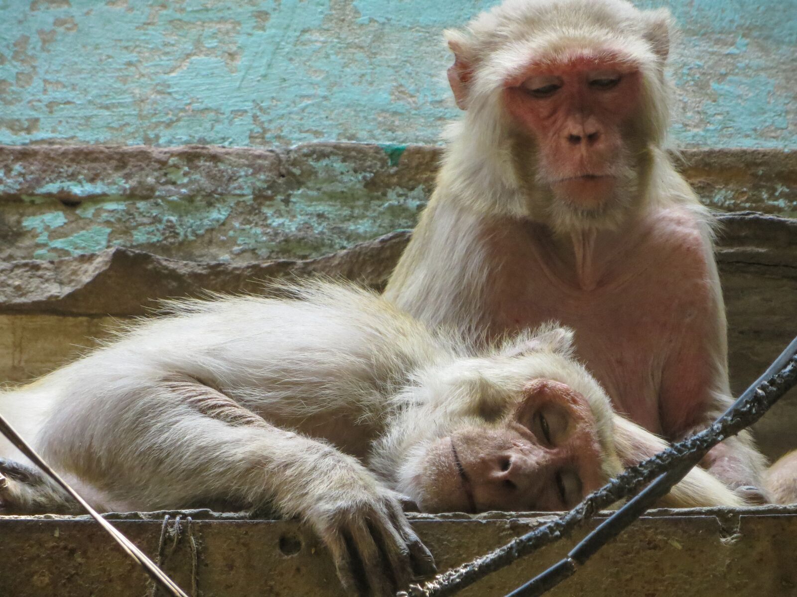 Canon PowerShot SX240 HS sample photo. Monkey, varanasi, india photography