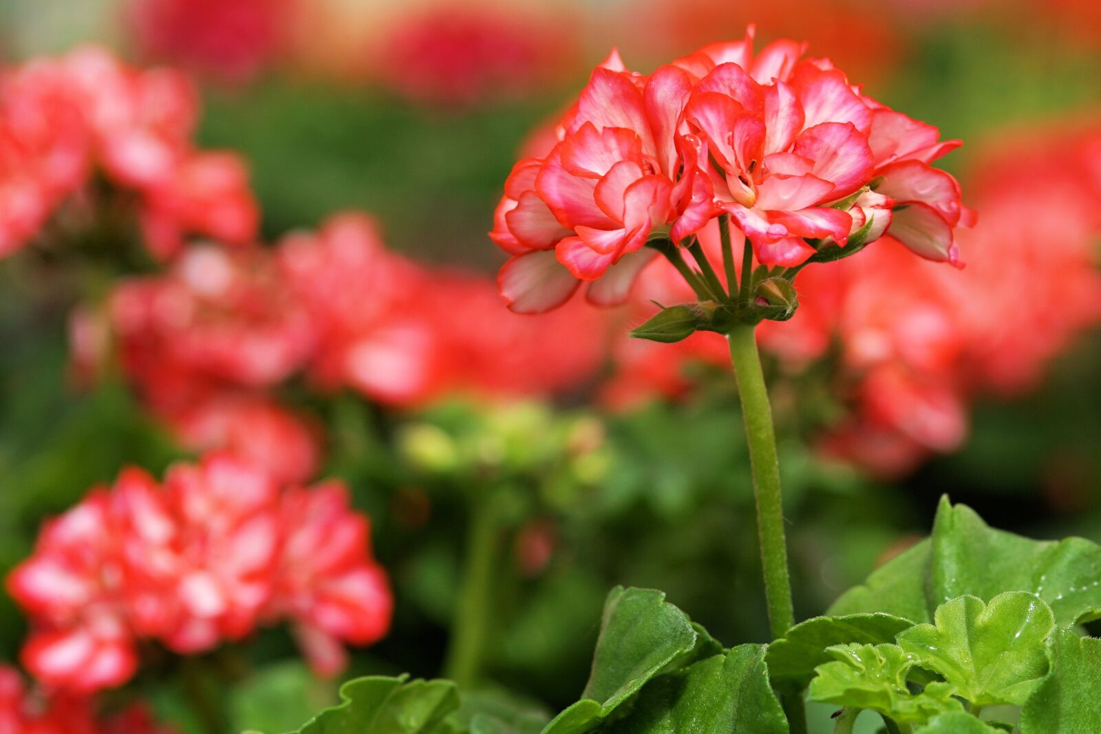 Sony a6000 + E 60mm F2.8 sample photo. Flower, blossom, bloom photography