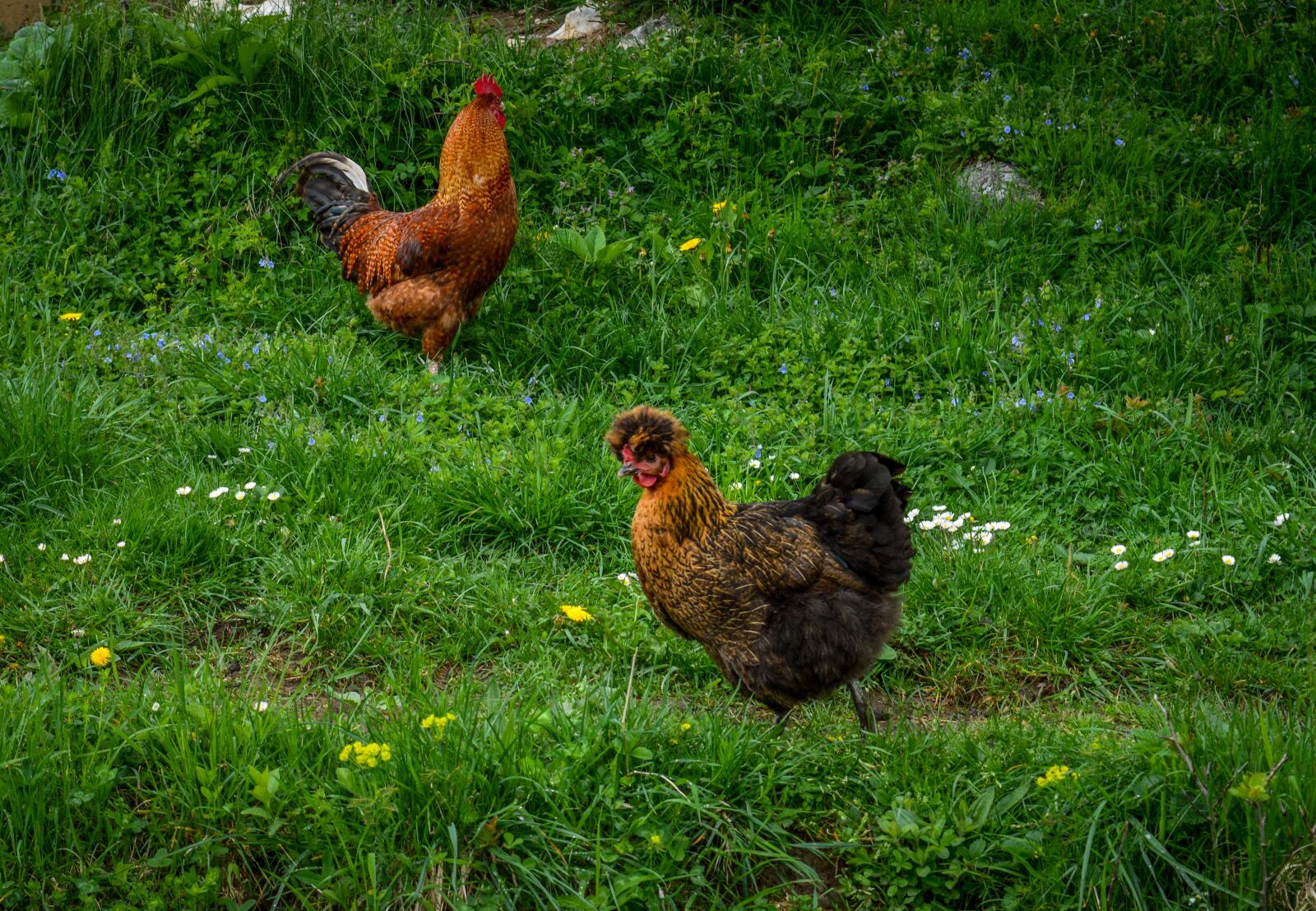 Nikon D3200 sample photo. Free range, chicken, hen photography