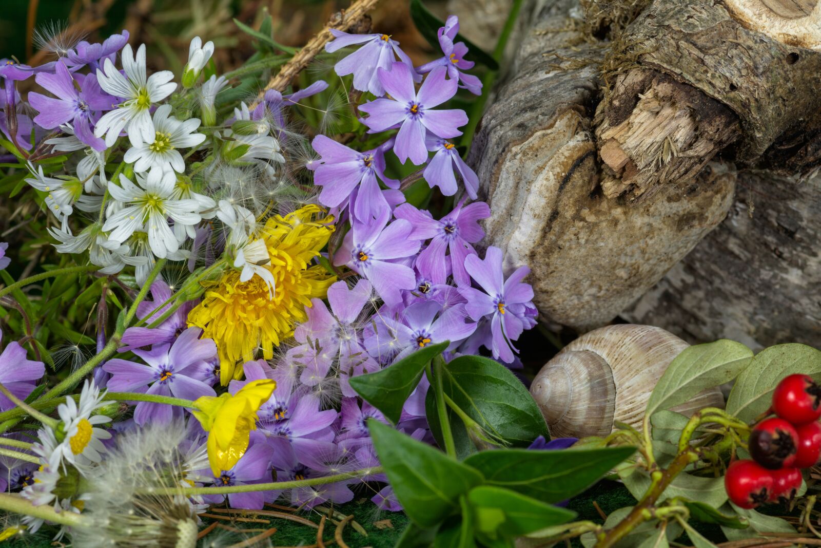 Nikon D7200 sample photo. Meadow, flowers, ground cover photography